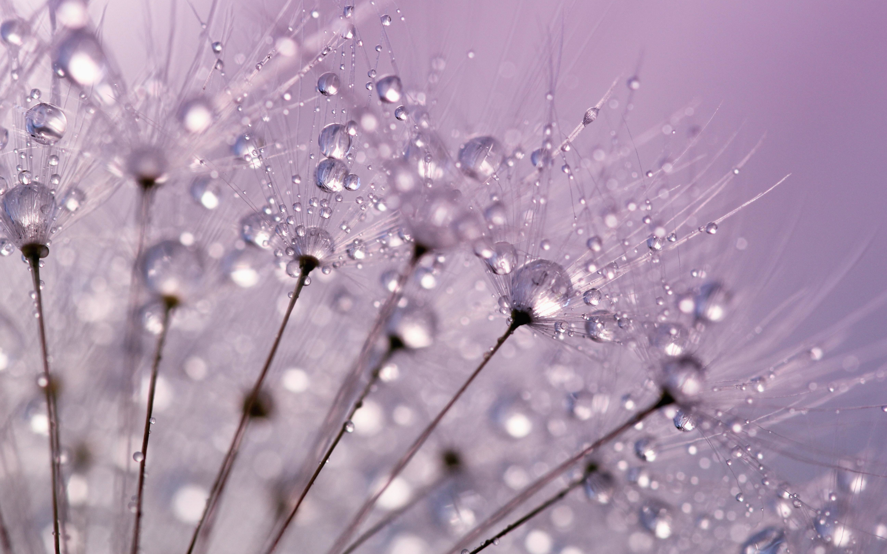 Dandelion, dew drops, close up, 2880x1800 wallpaper