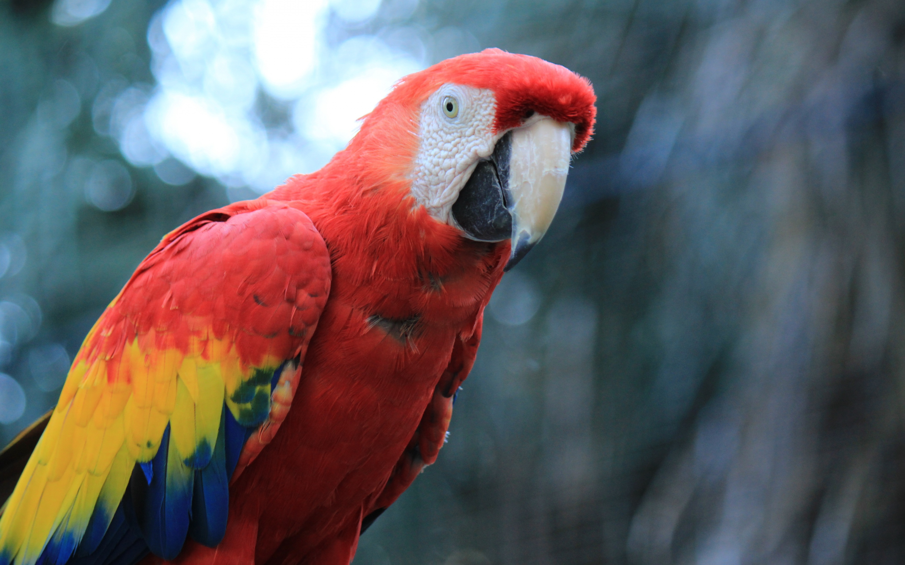 Parrot, red macaw, bird, 2880x1800 wallpaper