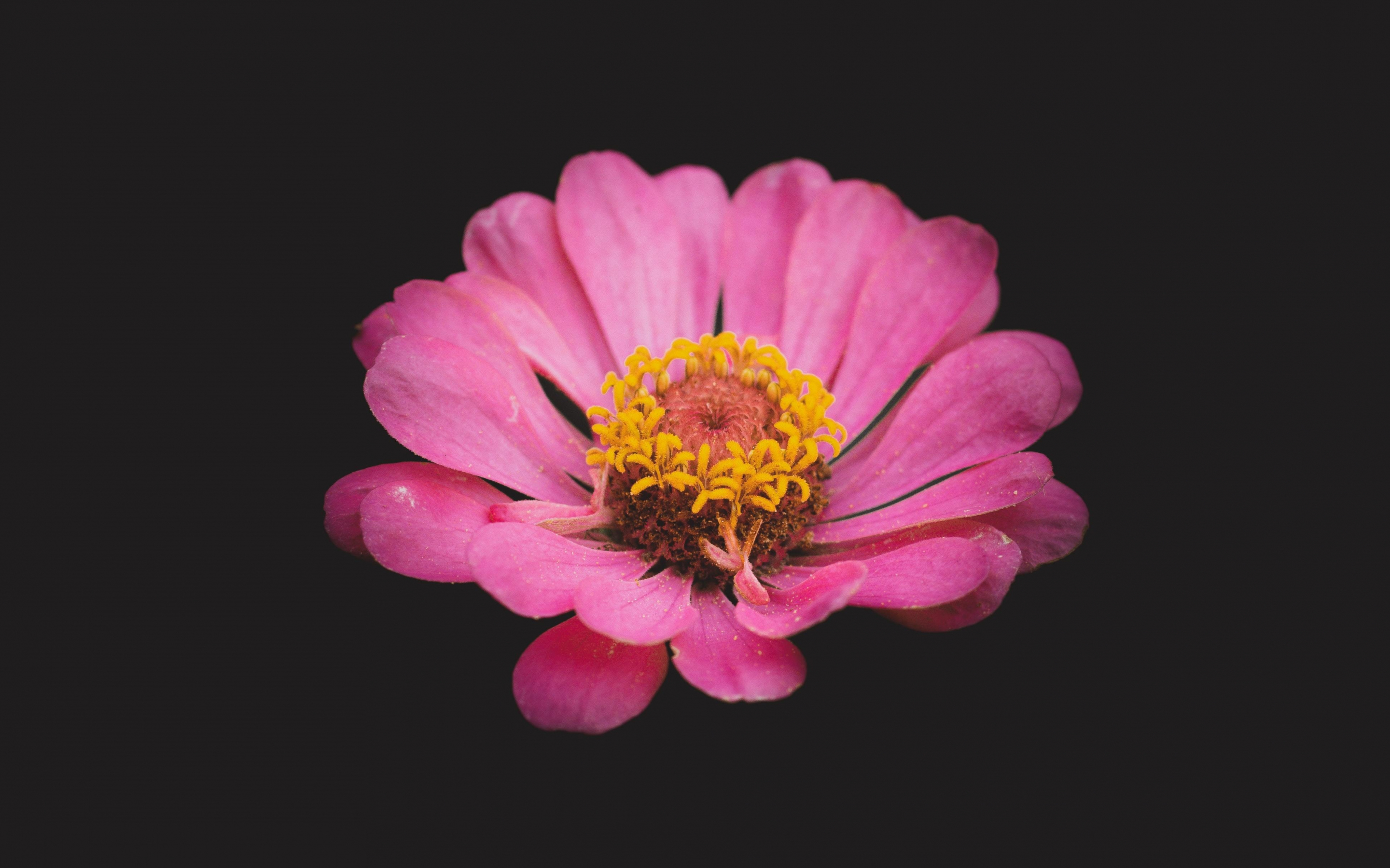 Portrait of flower, pink, 2880x1800 wallpaper