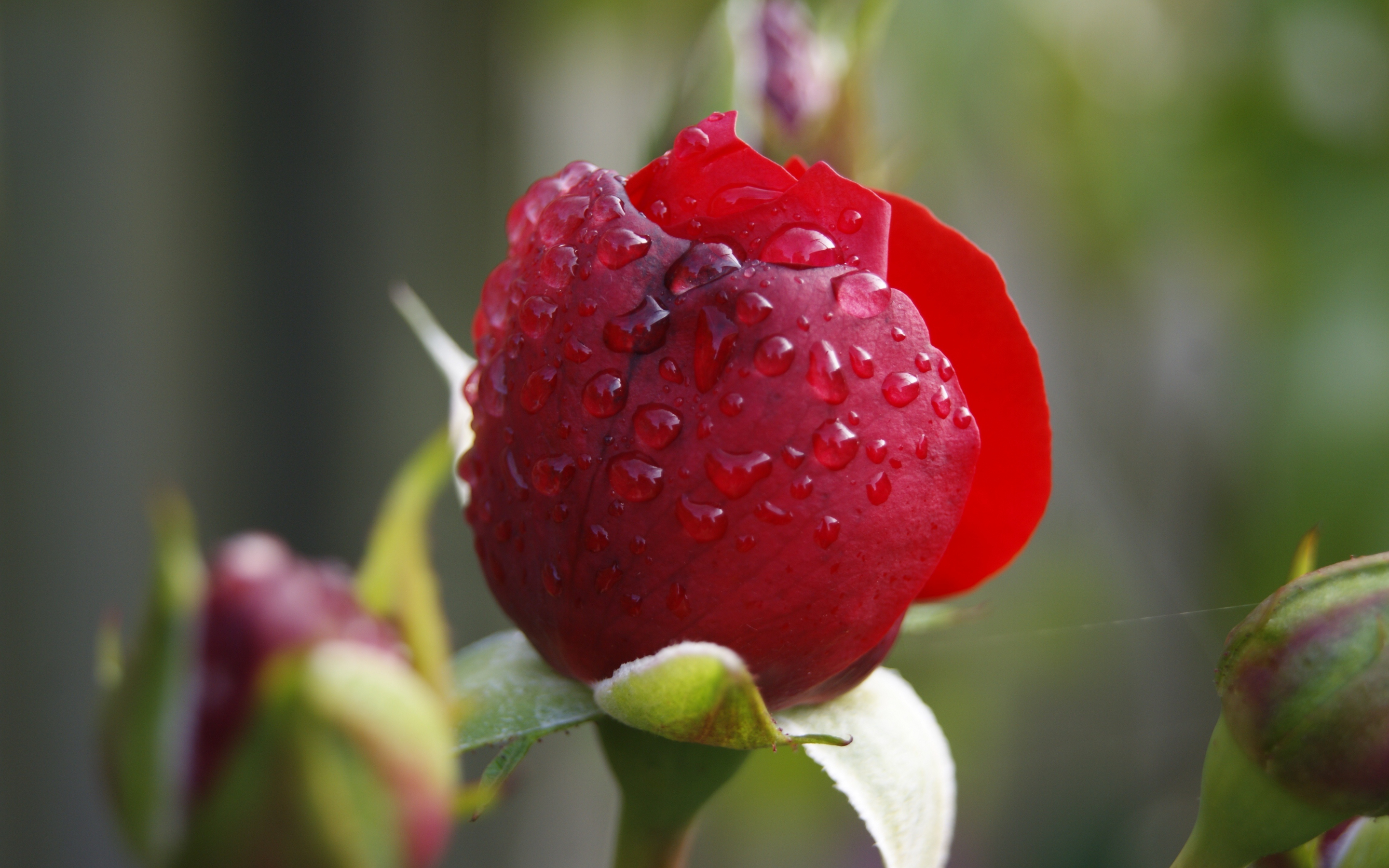 Red rose, close up, water drops, 2880x1800 wallpaper