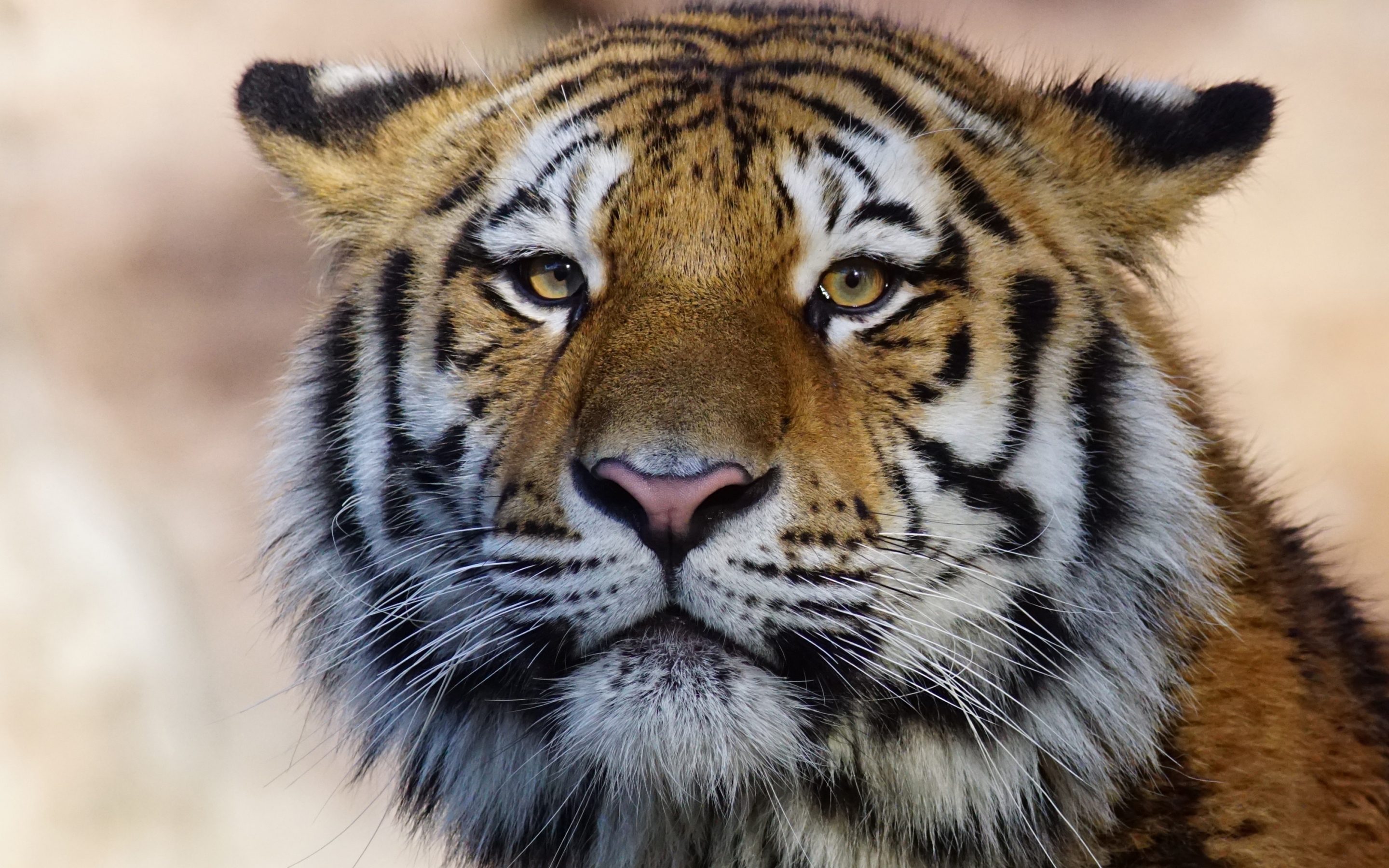 Muzzle, calm, tiger, predator, 2880x1800 wallpaper