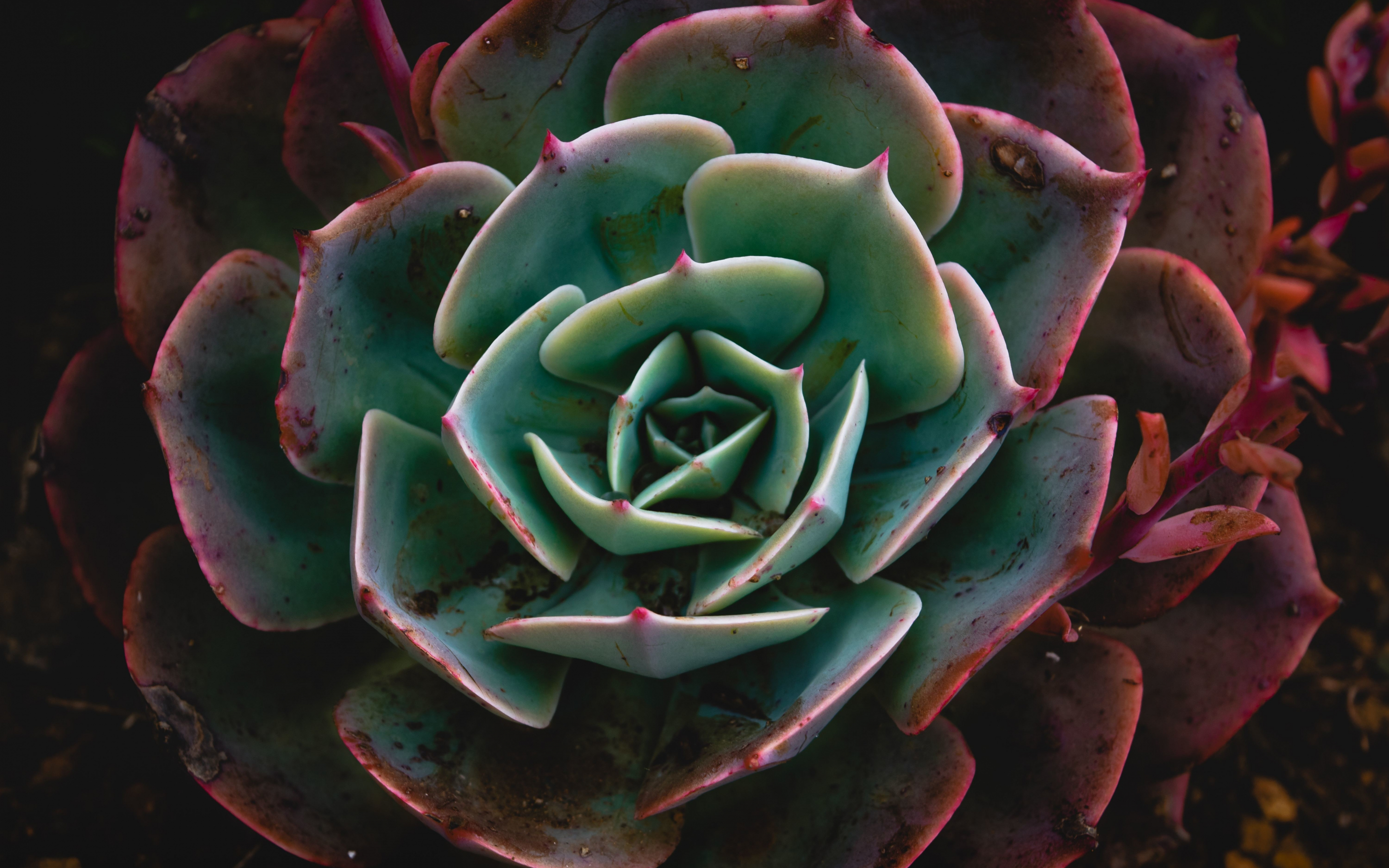 Close up, Echeveria, succulent, plant, 2880x1800 wallpaper