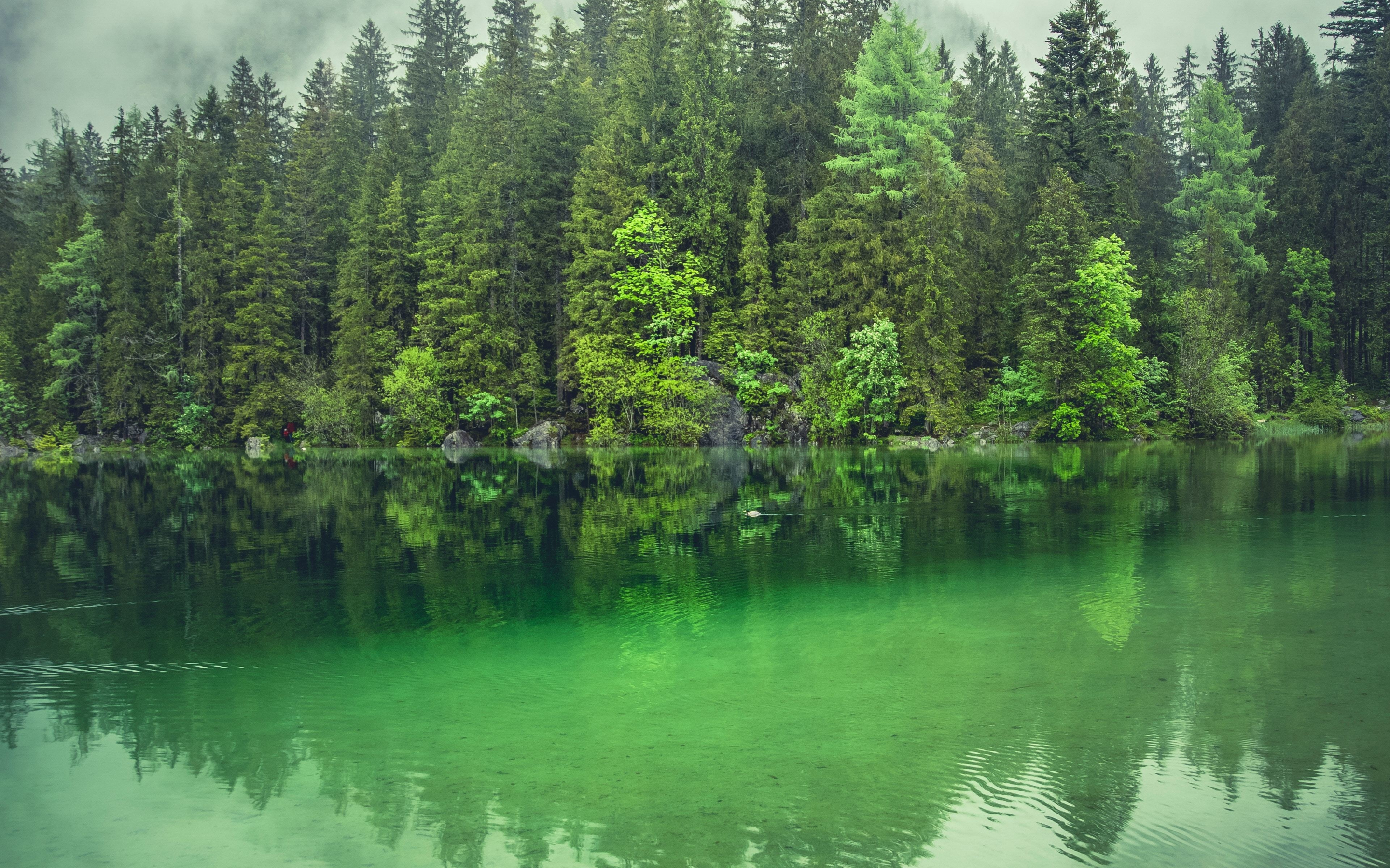 Lake, green water, trees, forest, nature, 2880x1800 wallpaper