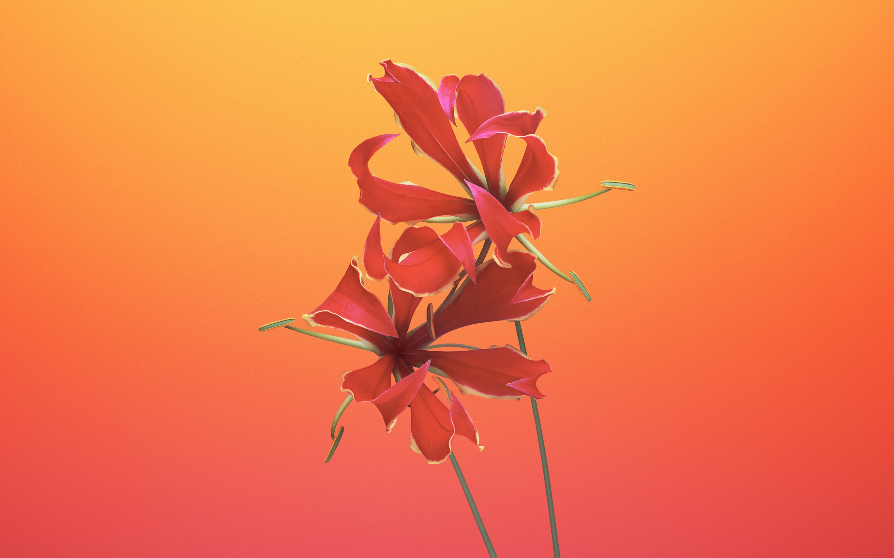 Lily flower, macOs Mojave iOS, 11 stock, 2880x1800 wallpaper