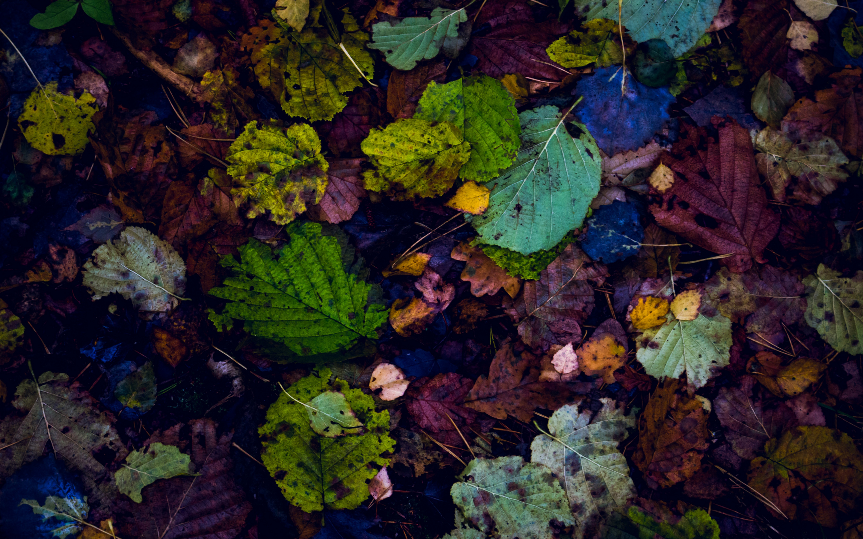 Leaves, fall, autumn, 2880x1800 wallpaper