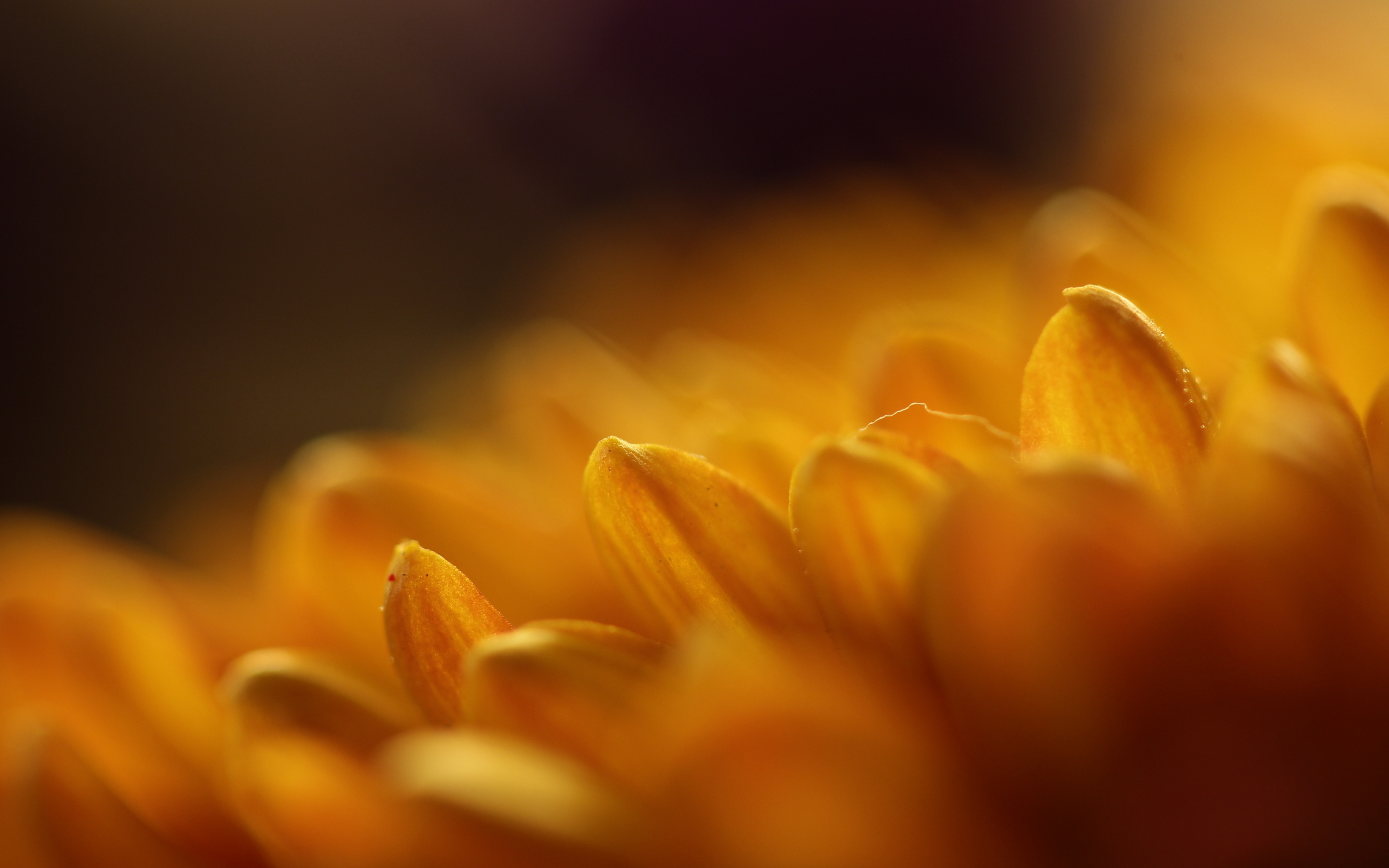Gerbera, yellow, flower, close up, petals, 2880x1800 wallpaper