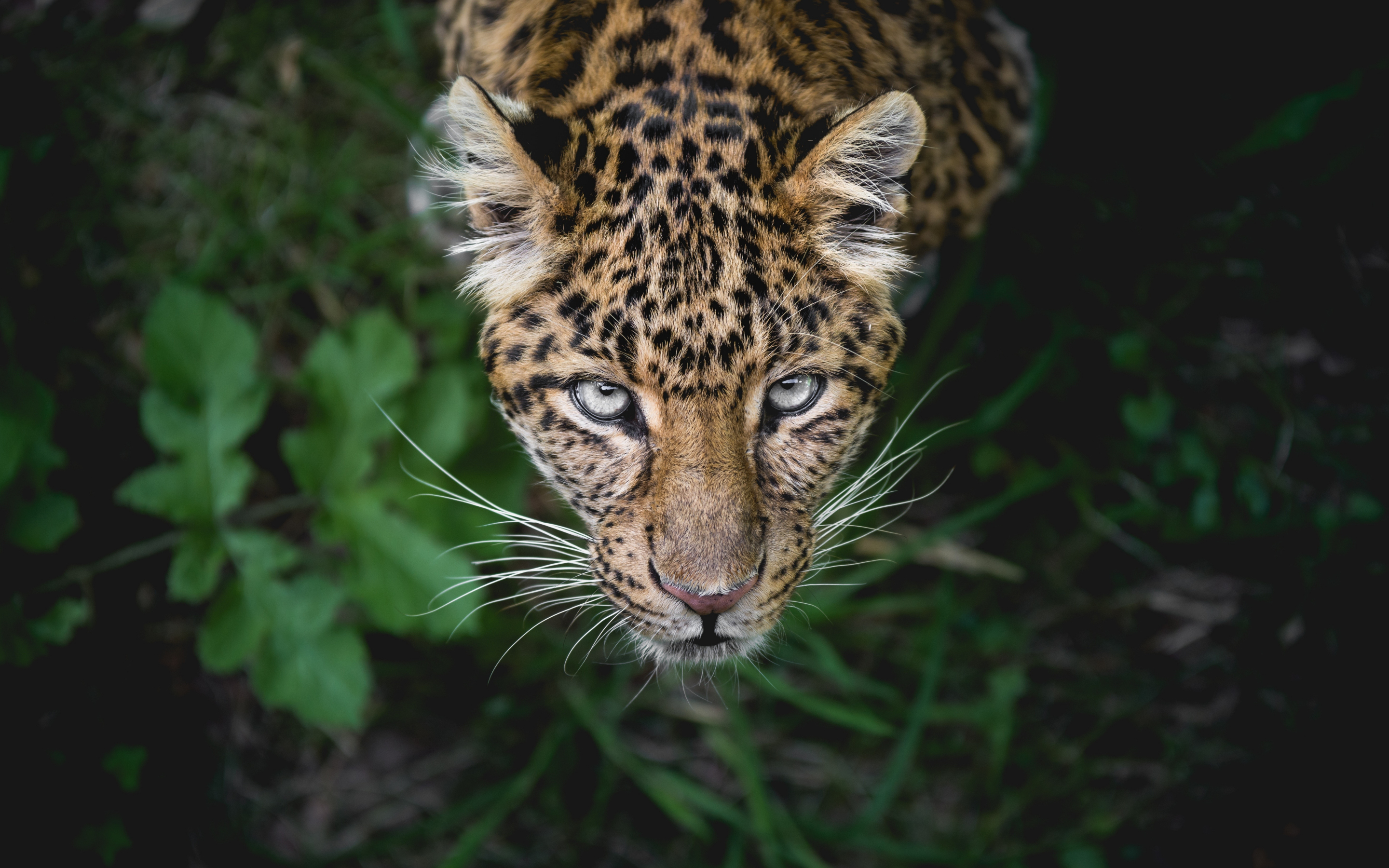 Leopard, predator, looking up, muzzle, 2880x1800 wallpaper