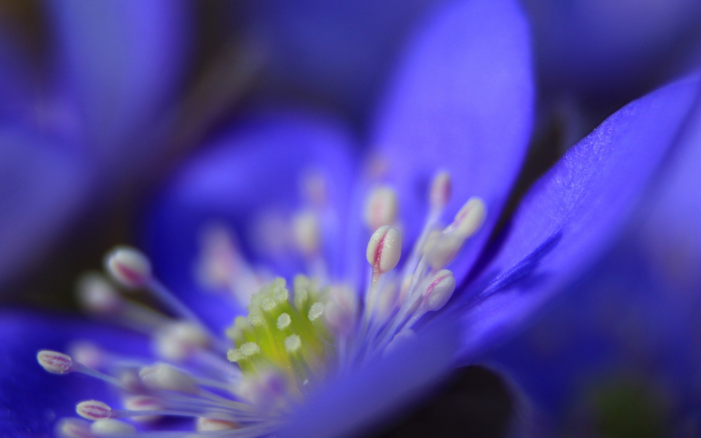 Anemone, flower, blue, close up, 2880x1800 wallpaper