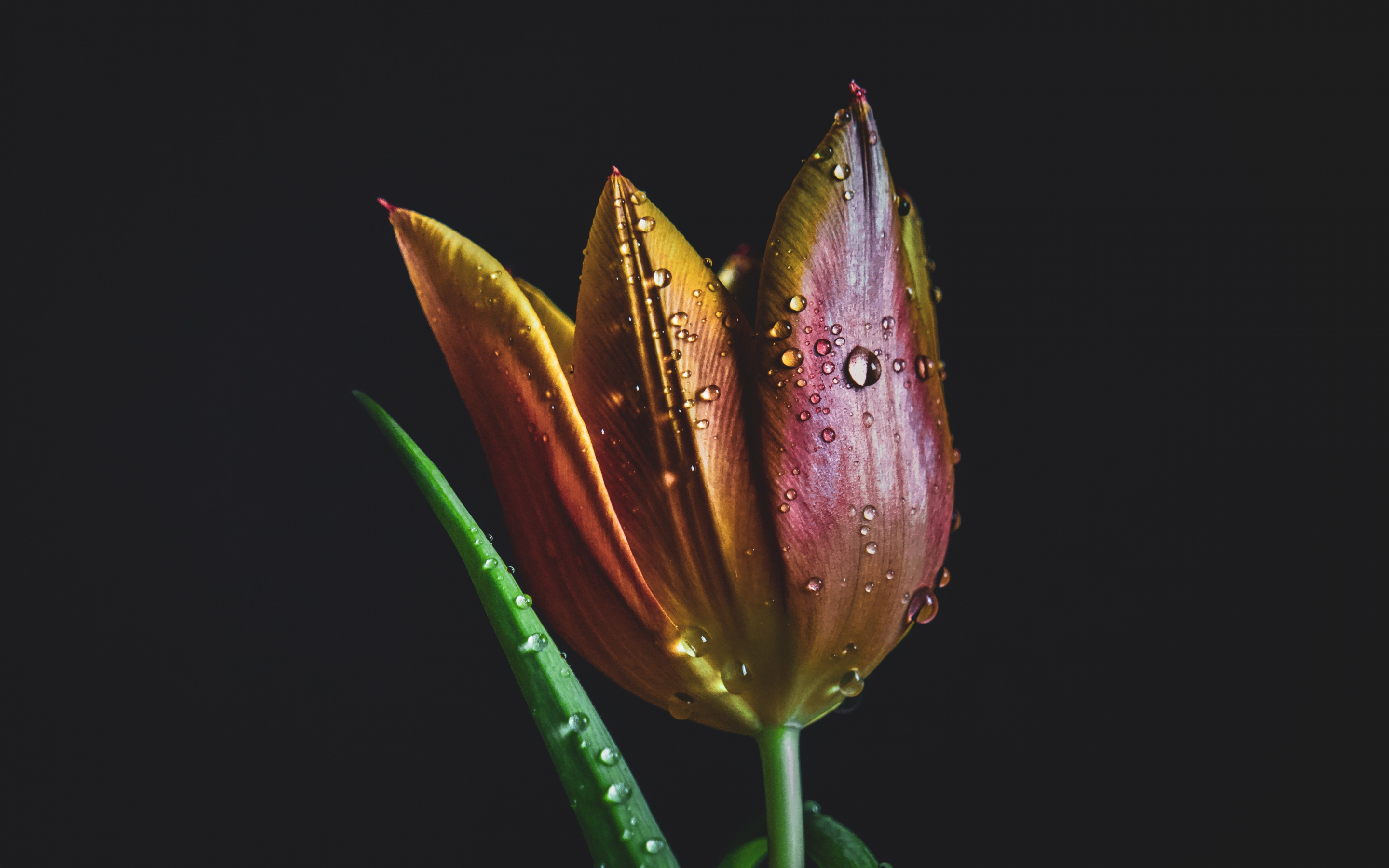Drops, colorful, tulip, 2880x1800 wallpaper