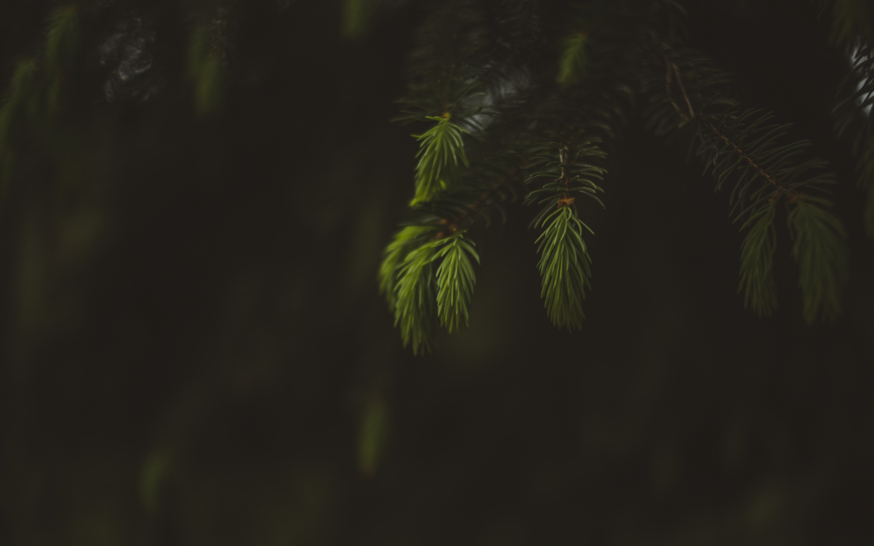 Blur, portrait, leaf, fern, 2880x1800 wallpaper