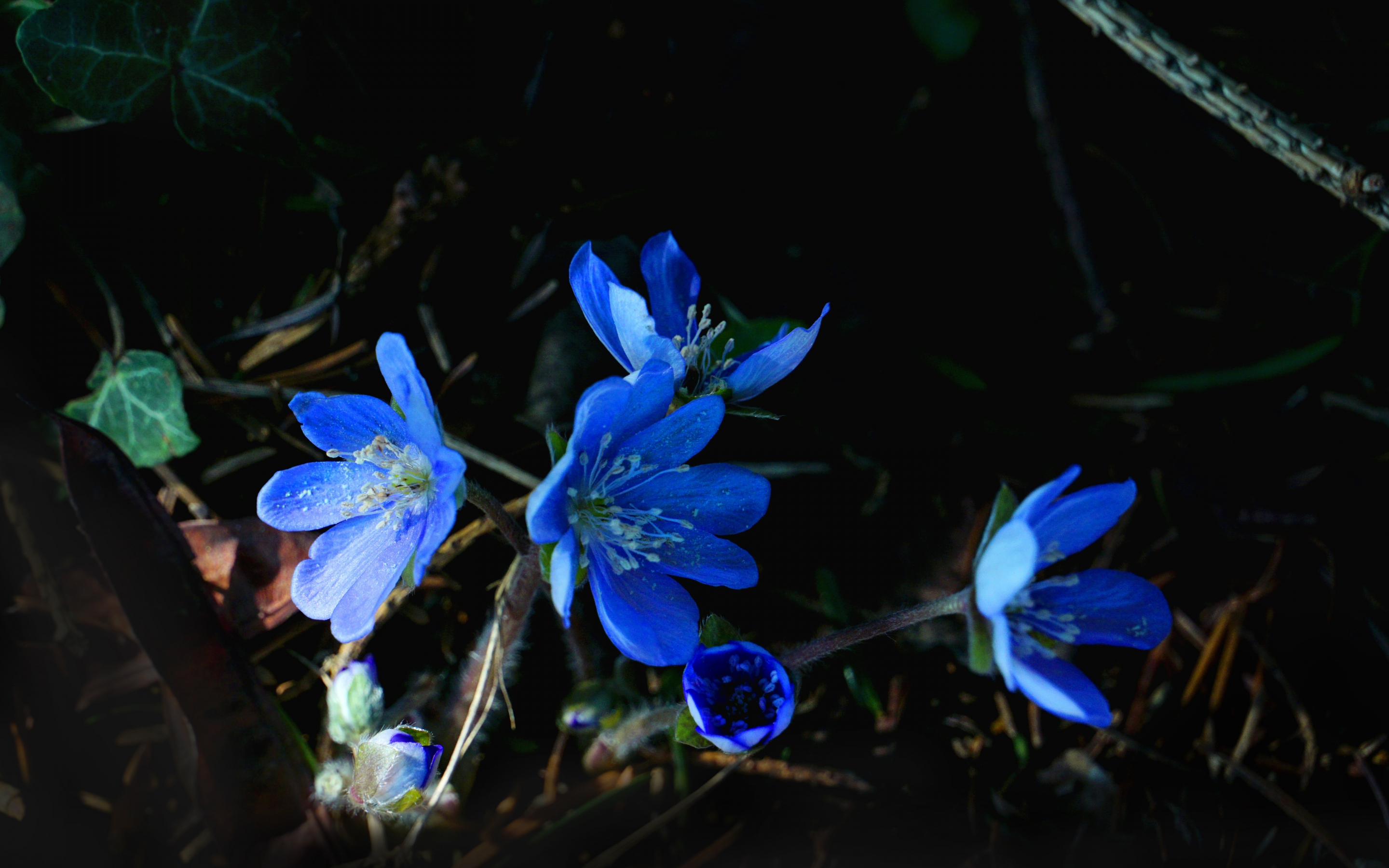 Blue flowers, flora, spring, 2880x1800 wallpaper