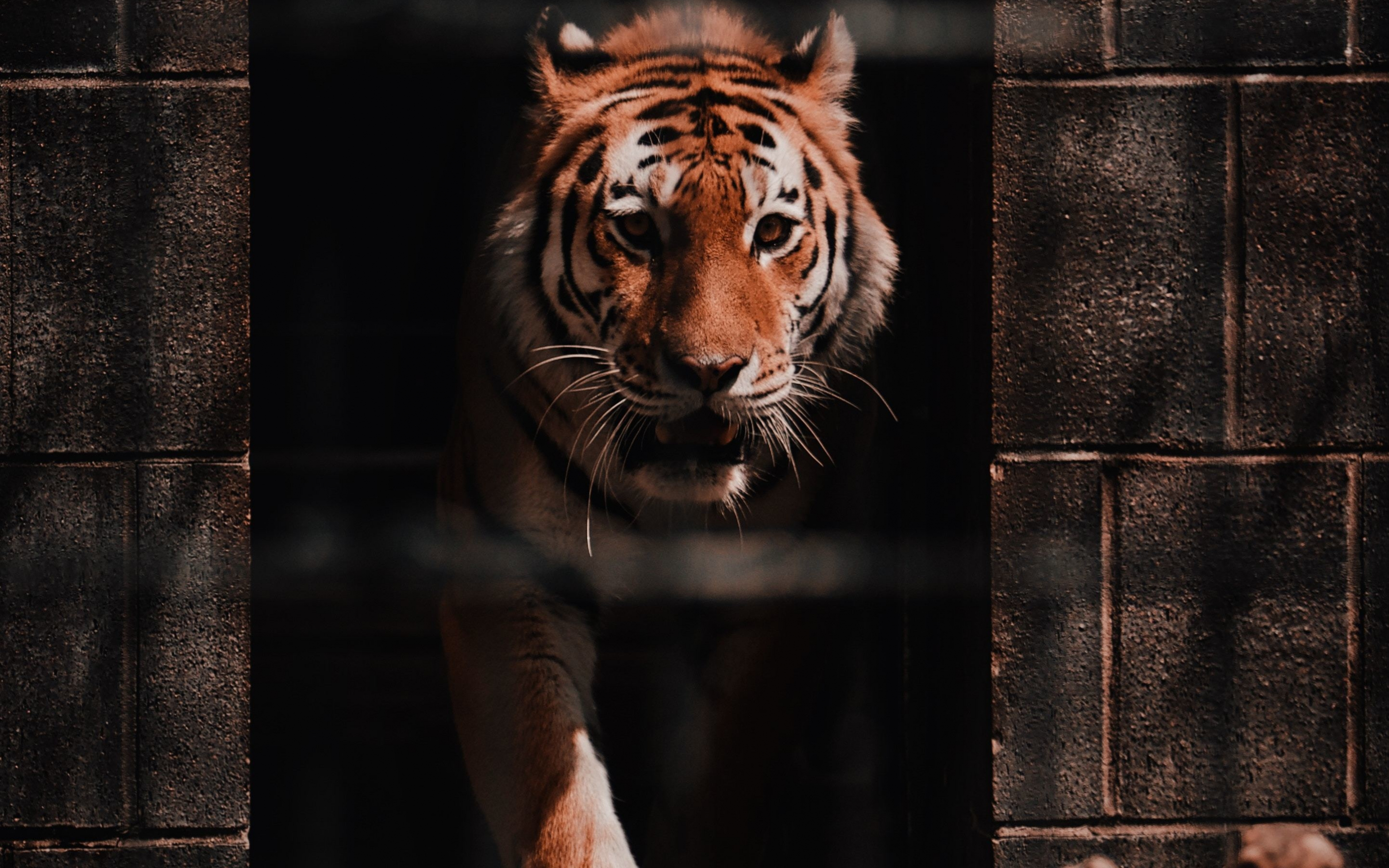Tiger, wild, predator, 2880x1800 wallpaper