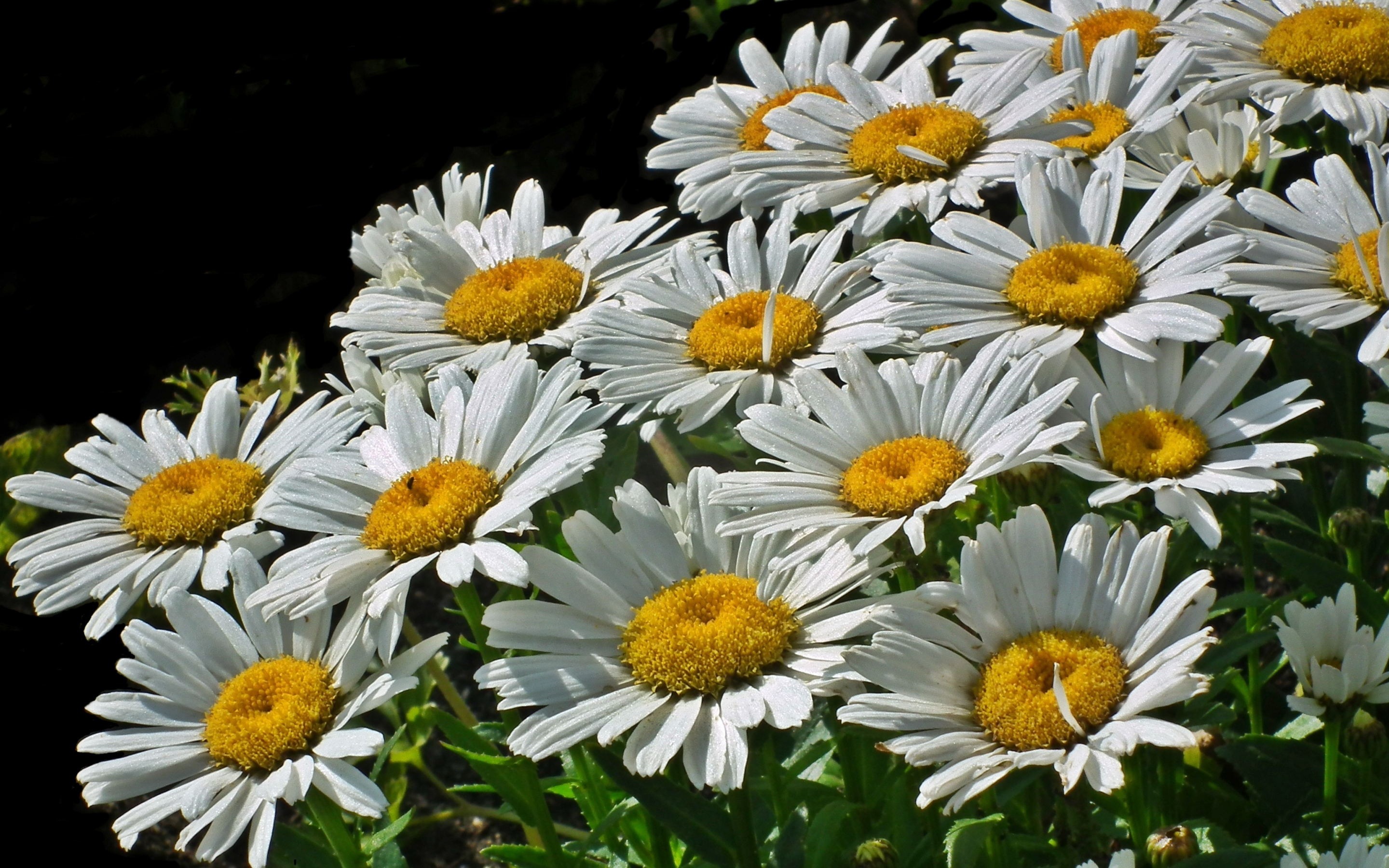 Spring, flowers, meadow, white daisy, 2880x1800 wallpaper