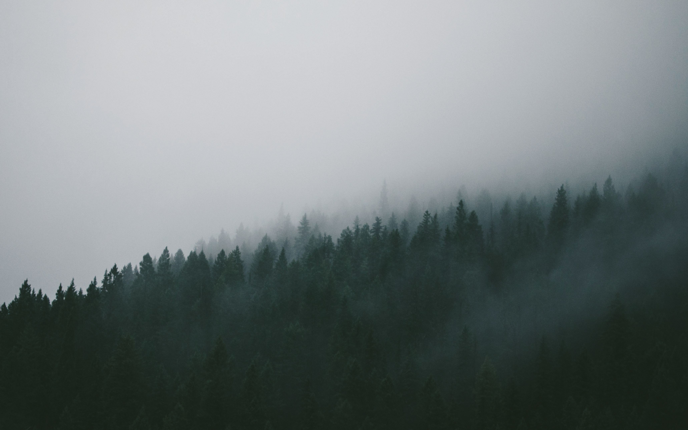 Winter, mist, forest, trees, nature, 2880x1800 wallpaper