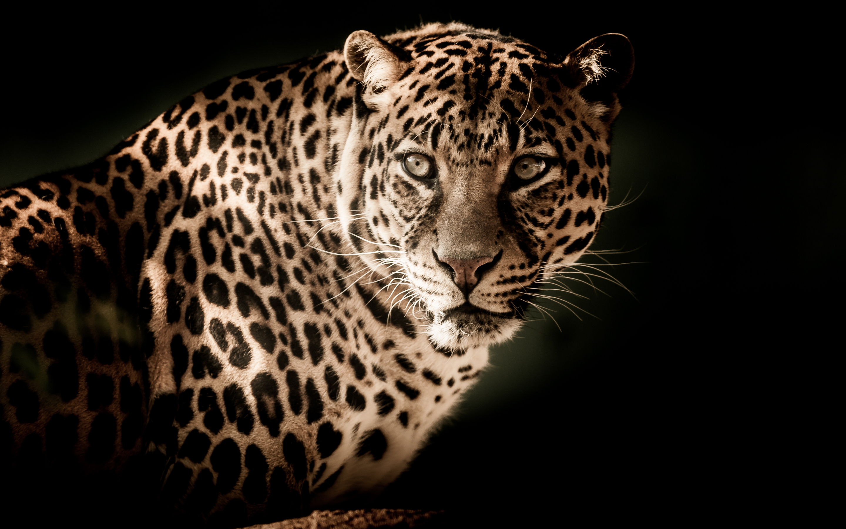 Leopard, predator, muzzle, wild cat, portrait, 2880x1800 wallpaper