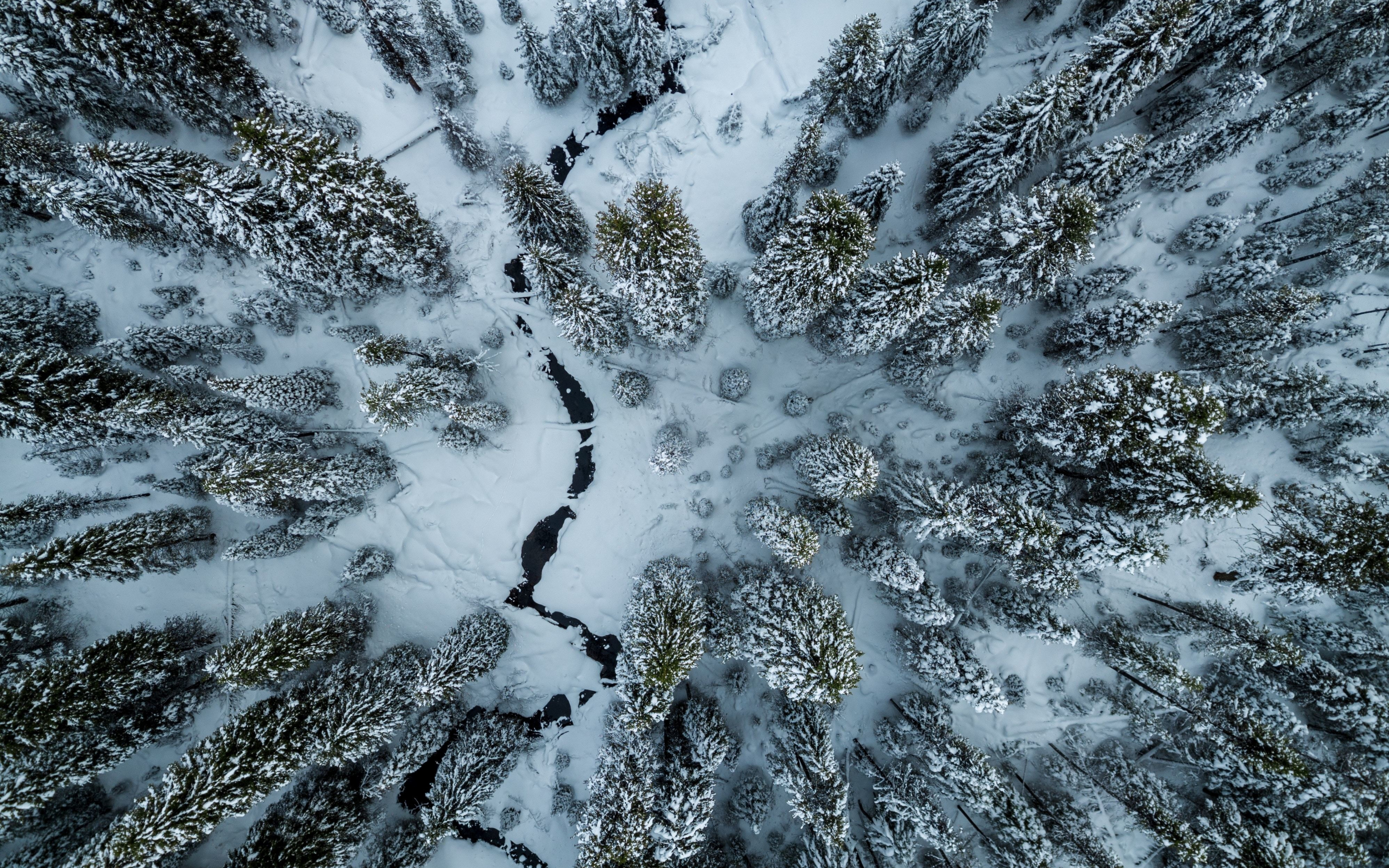 Winter, aerial view, trees, forest, white, 2880x1800 wallpaper