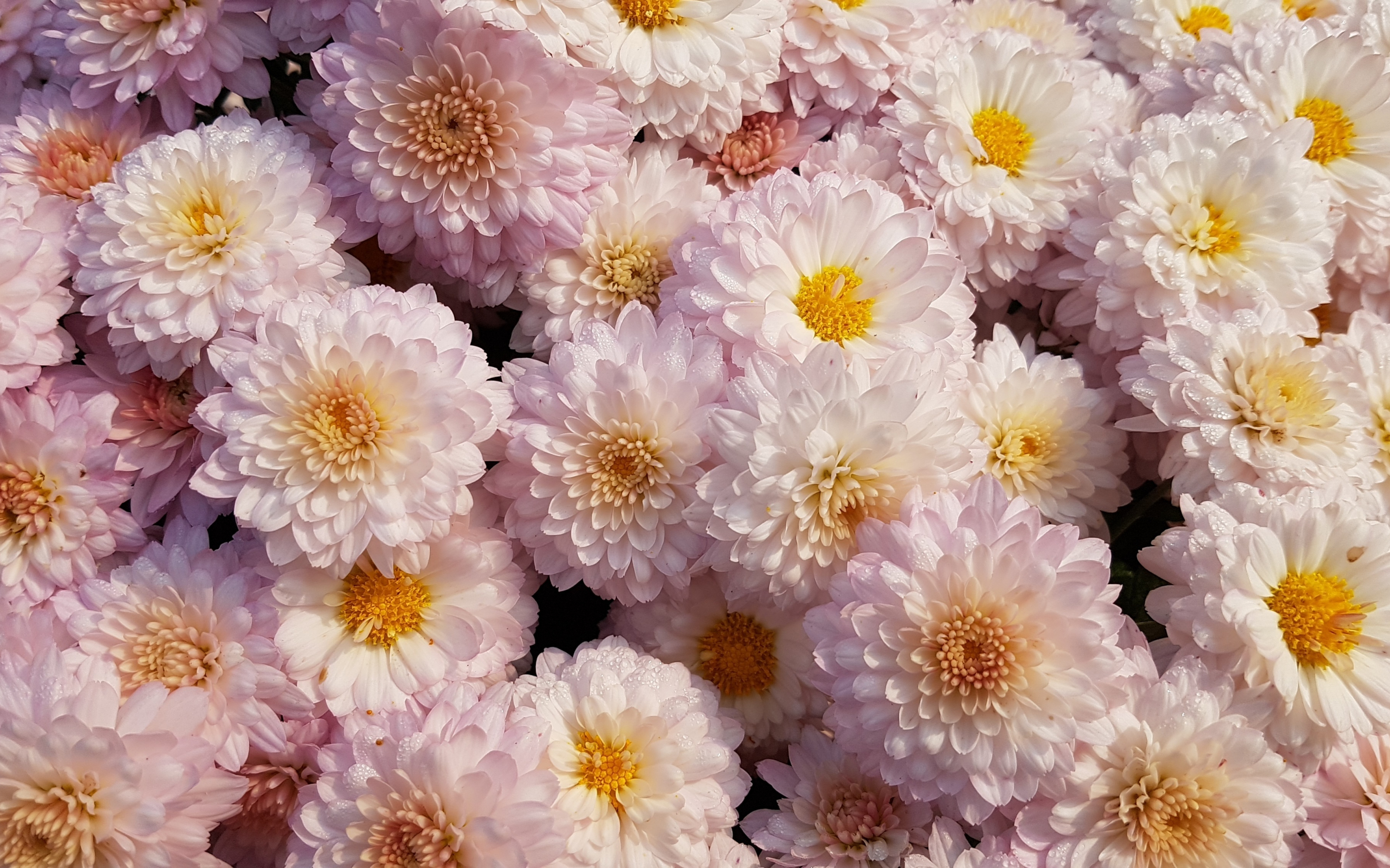 Chrysanthemum, flower, pink, 2880x1800 wallpaper
