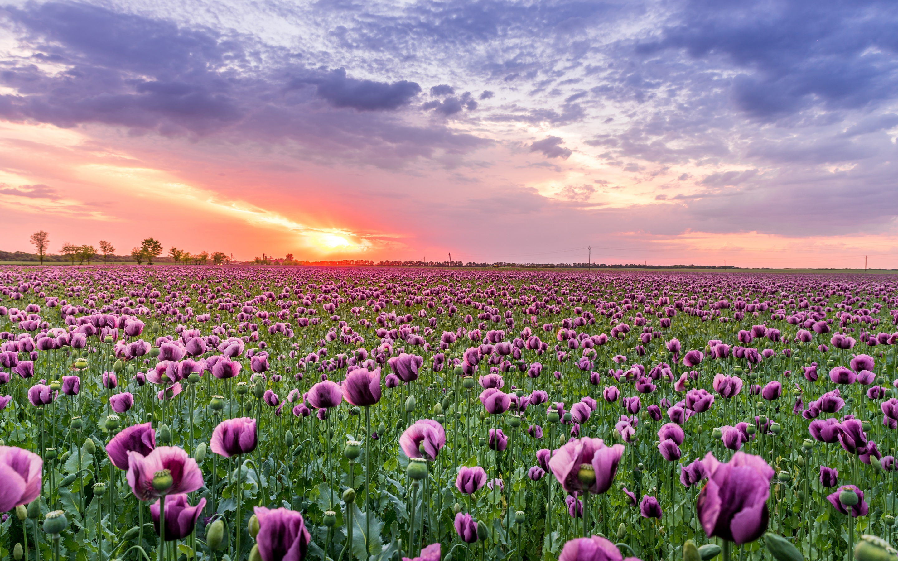 Violet, poppy field, flowers, 2880x1800 wallpaper