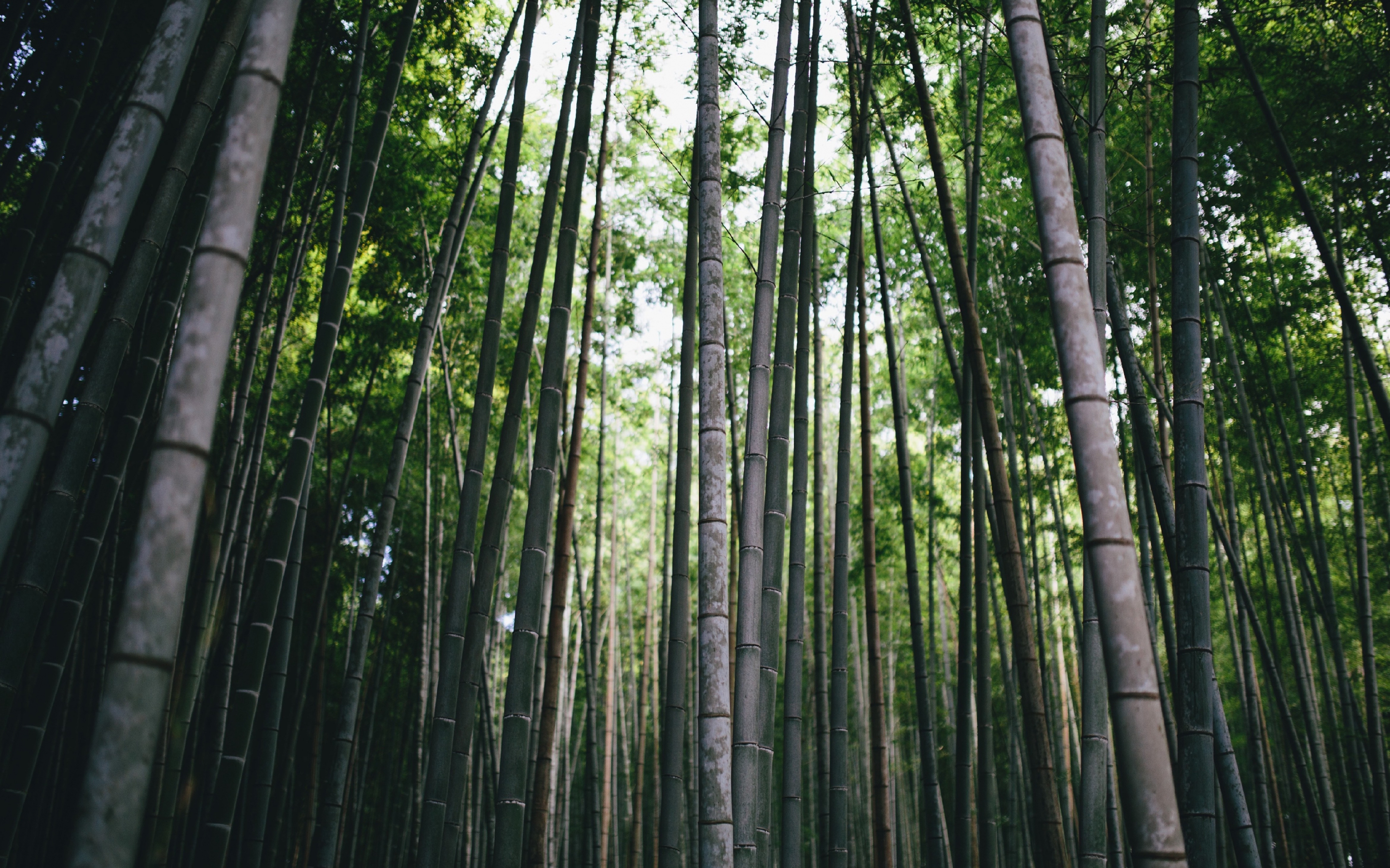 Bamboo, forest, trees, nature, 2880x1800 wallpaper