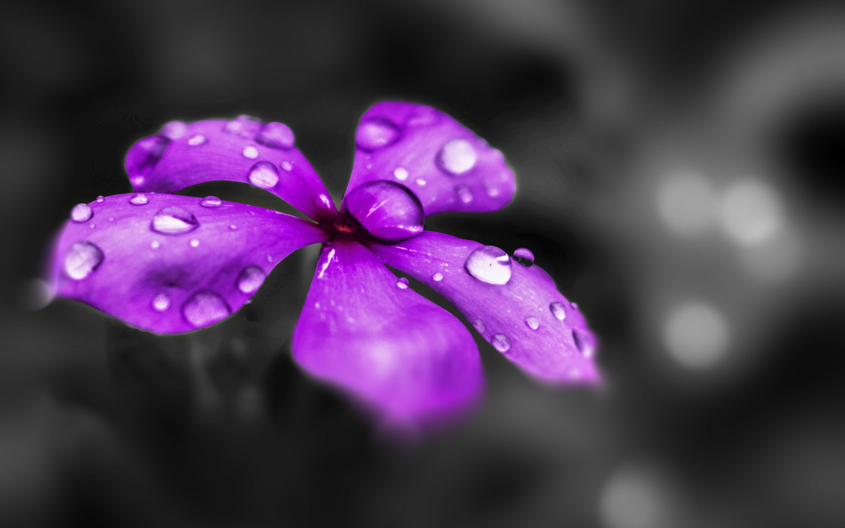 Water drops, Catharanthus roseus, purple flower, blur, close up, 2880x1800 wallpaper