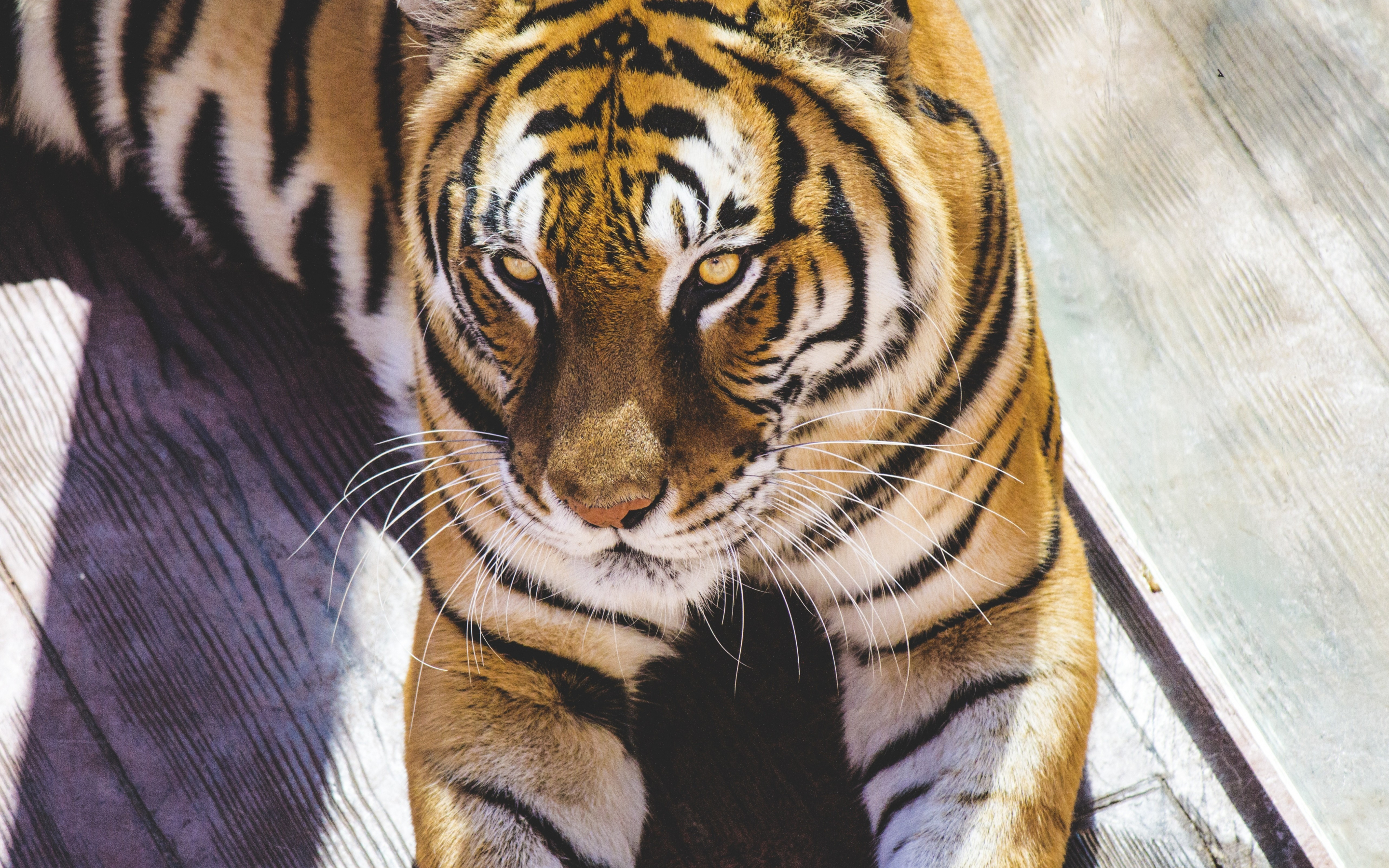 Tiger, predator, animal, 2880x1800 wallpaper