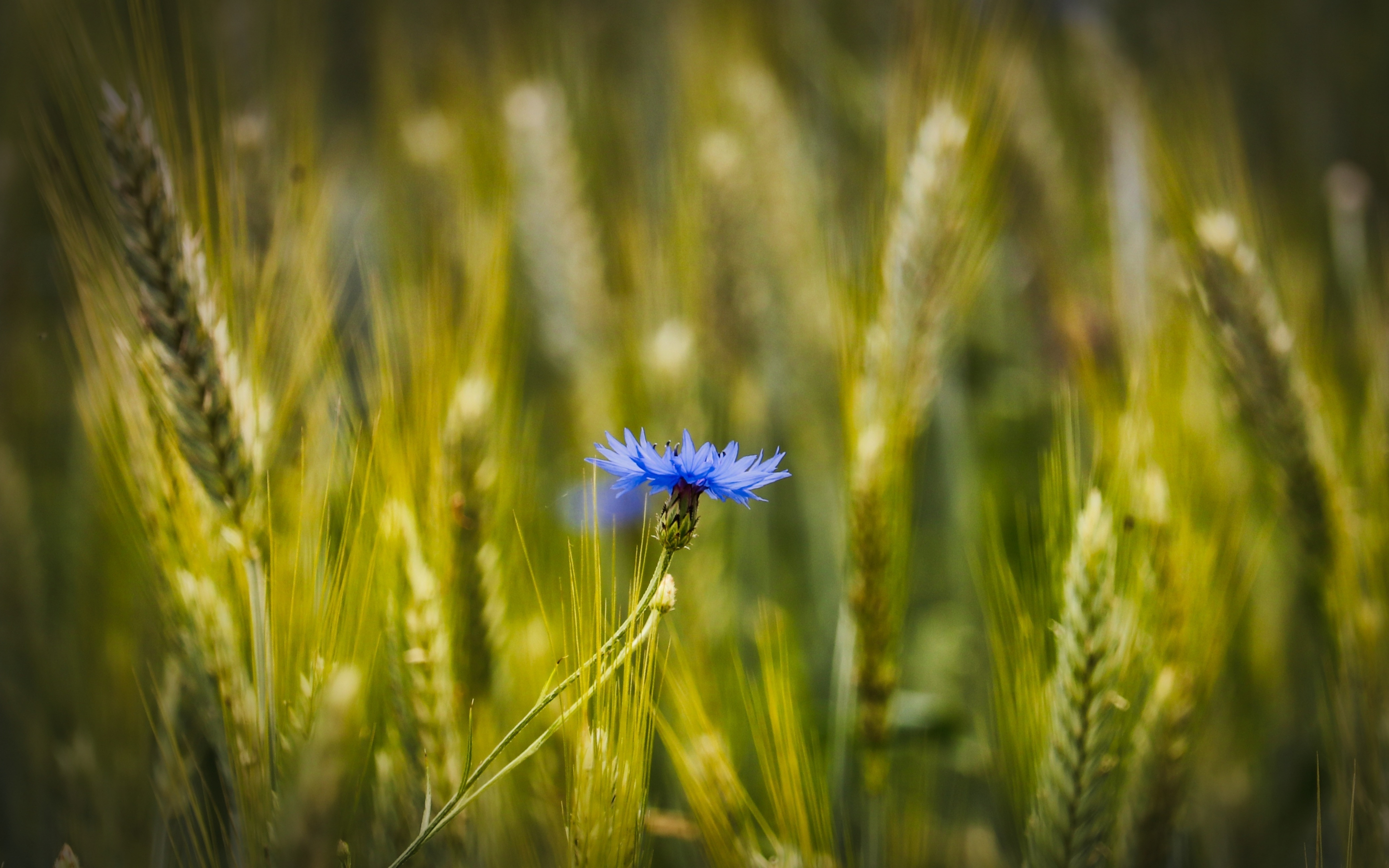 Blue, conflower, wheat farm, blur, 2880x1800 wallpaper