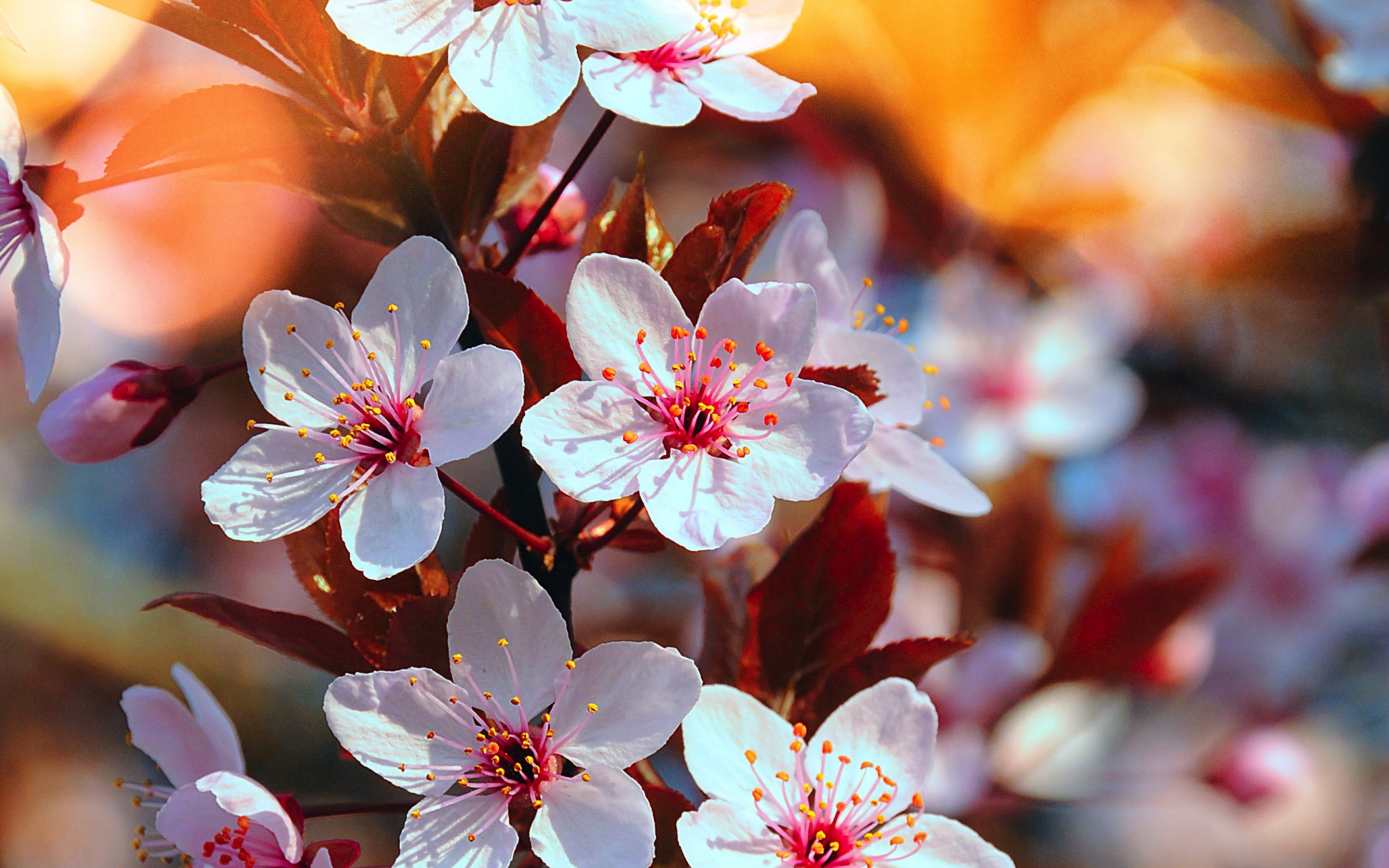 Cherry blossom, pink flowers, close up, spring, 2880x1800 wallpaper