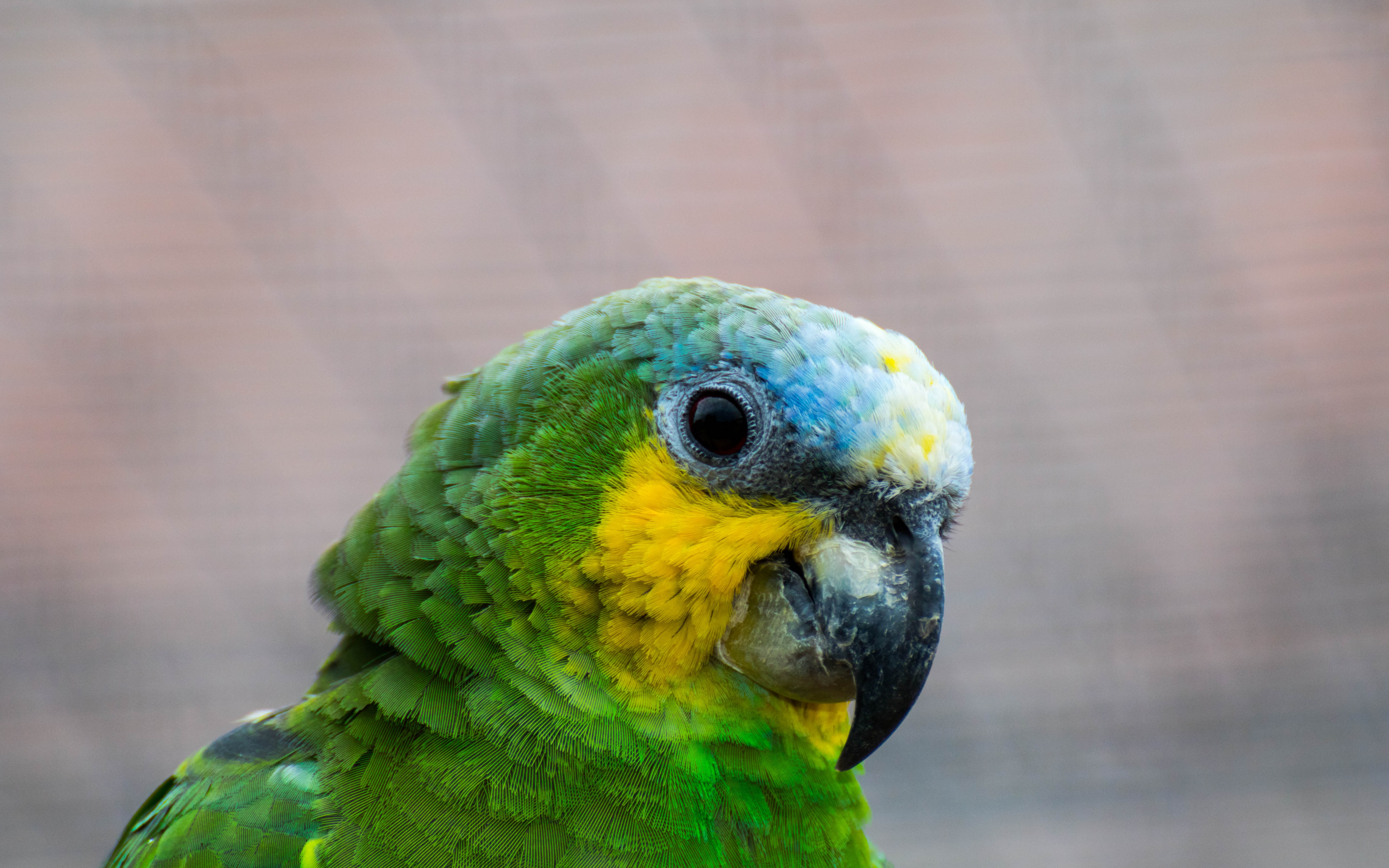 Parrot, colorful, bird, muzzle, 2880x1800 wallpaper