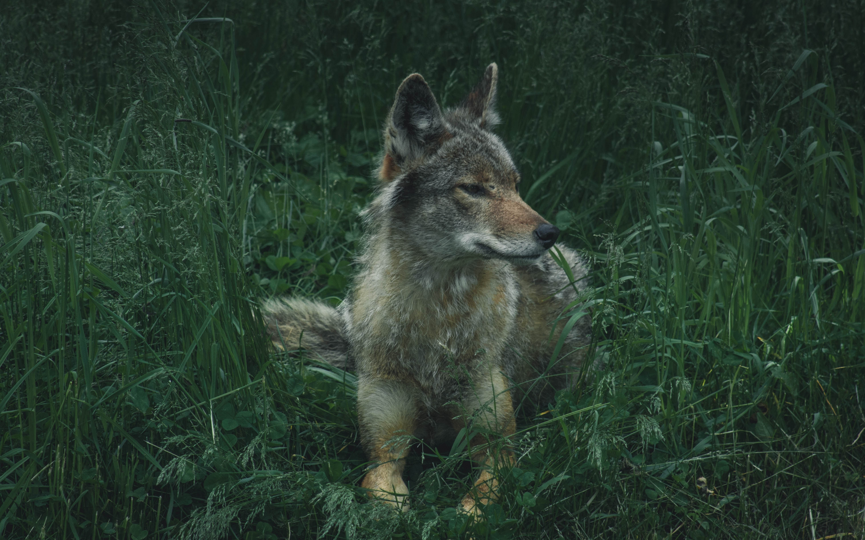 Wolf, sit, grass, calm, predator, 2880x1800 wallpaper