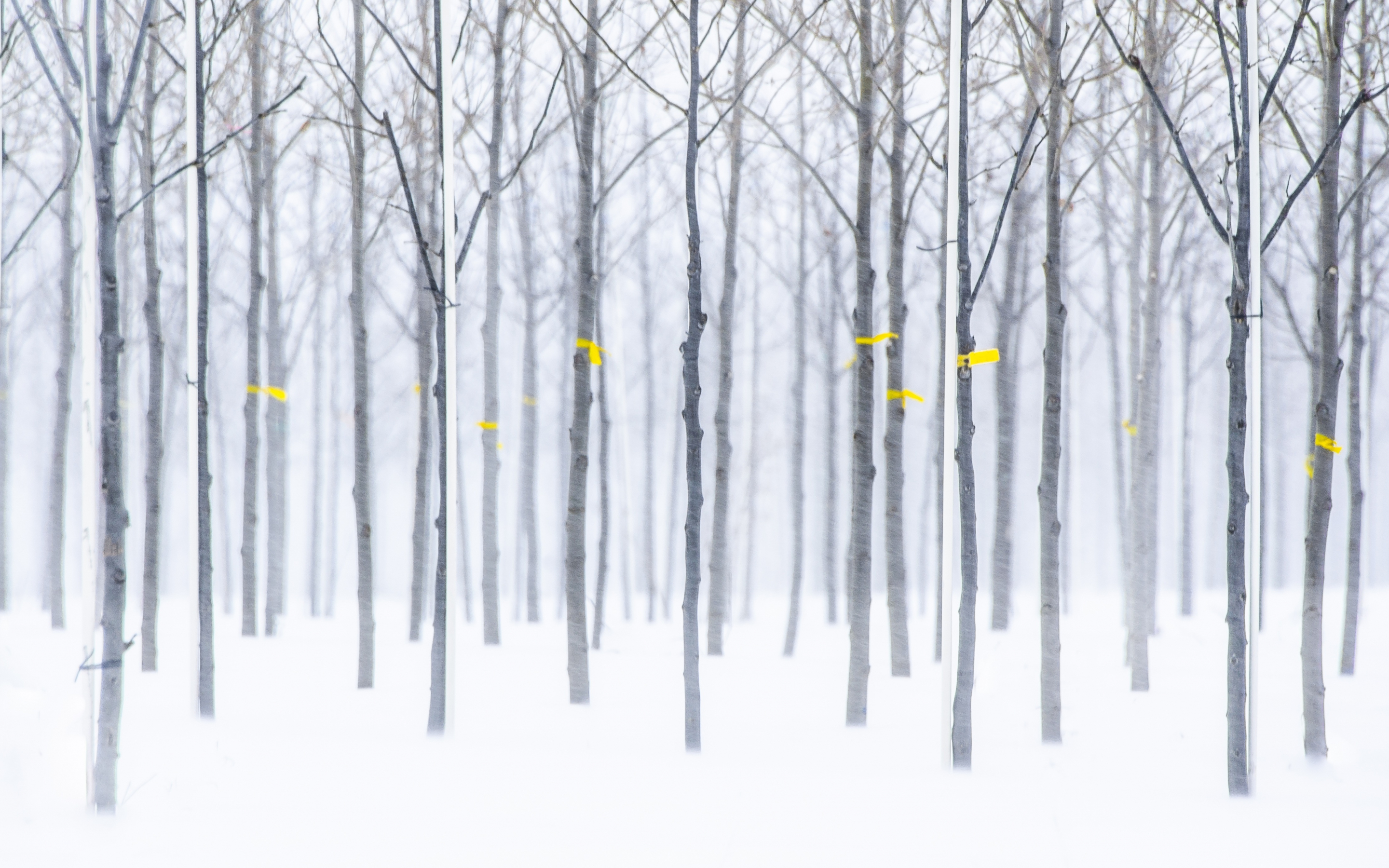 Trees, forest, winter, nature, 2880x1800 wallpaper