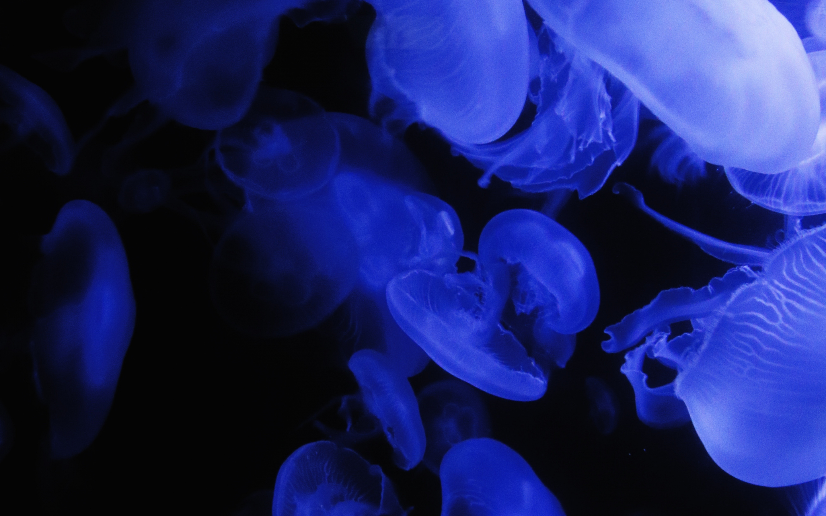 Jellyfish, blue, glow, 2880x1800 wallpaper