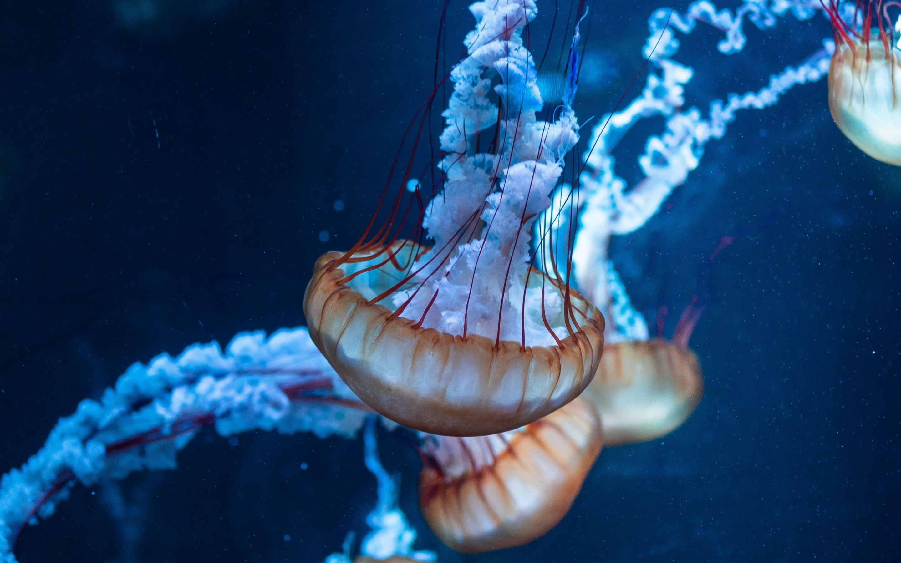 Jellyfish, underwater, aquatic, animals, 2880x1800 wallpaper