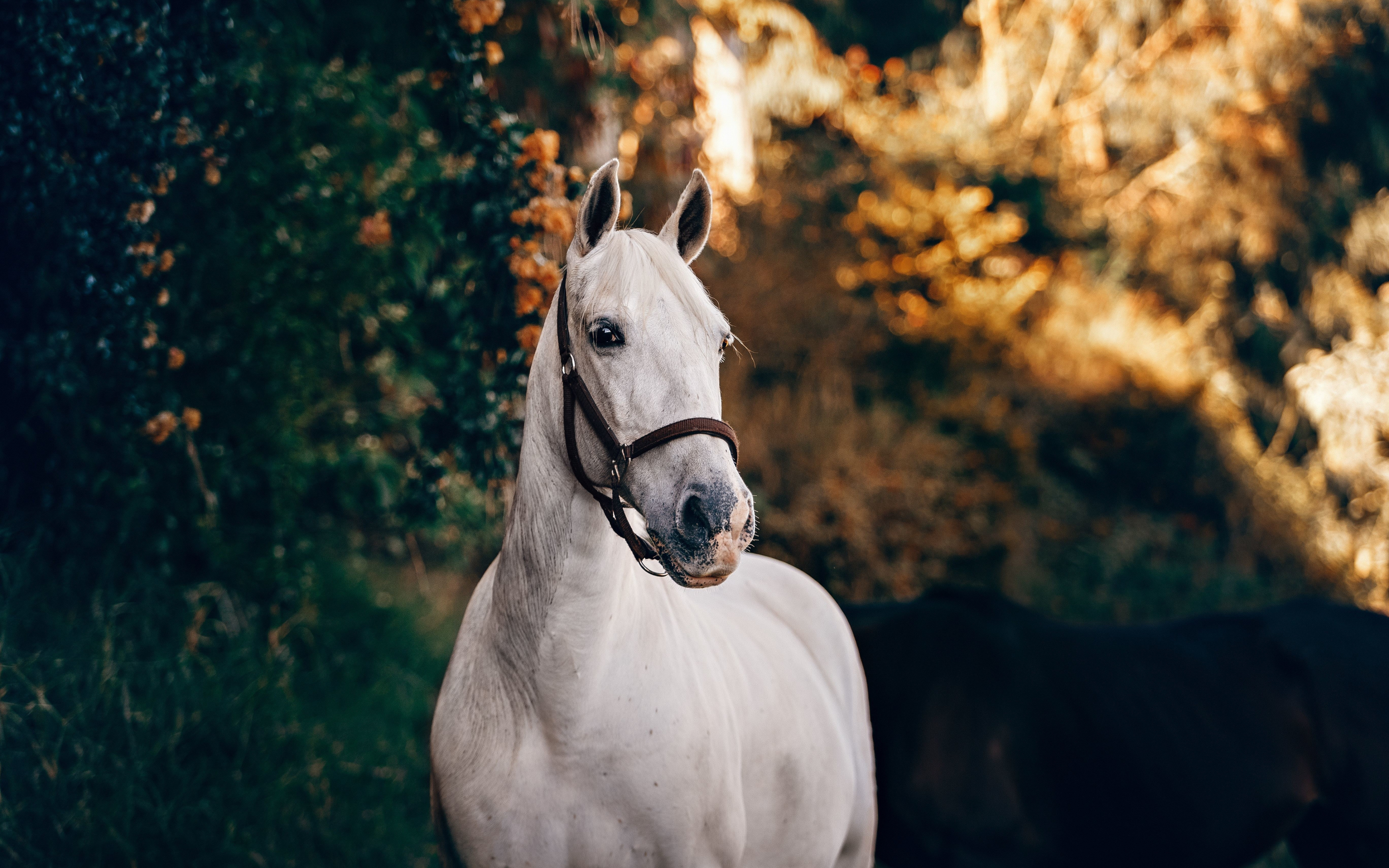 White feline, animal, horse, 2880x1800 wallpaper