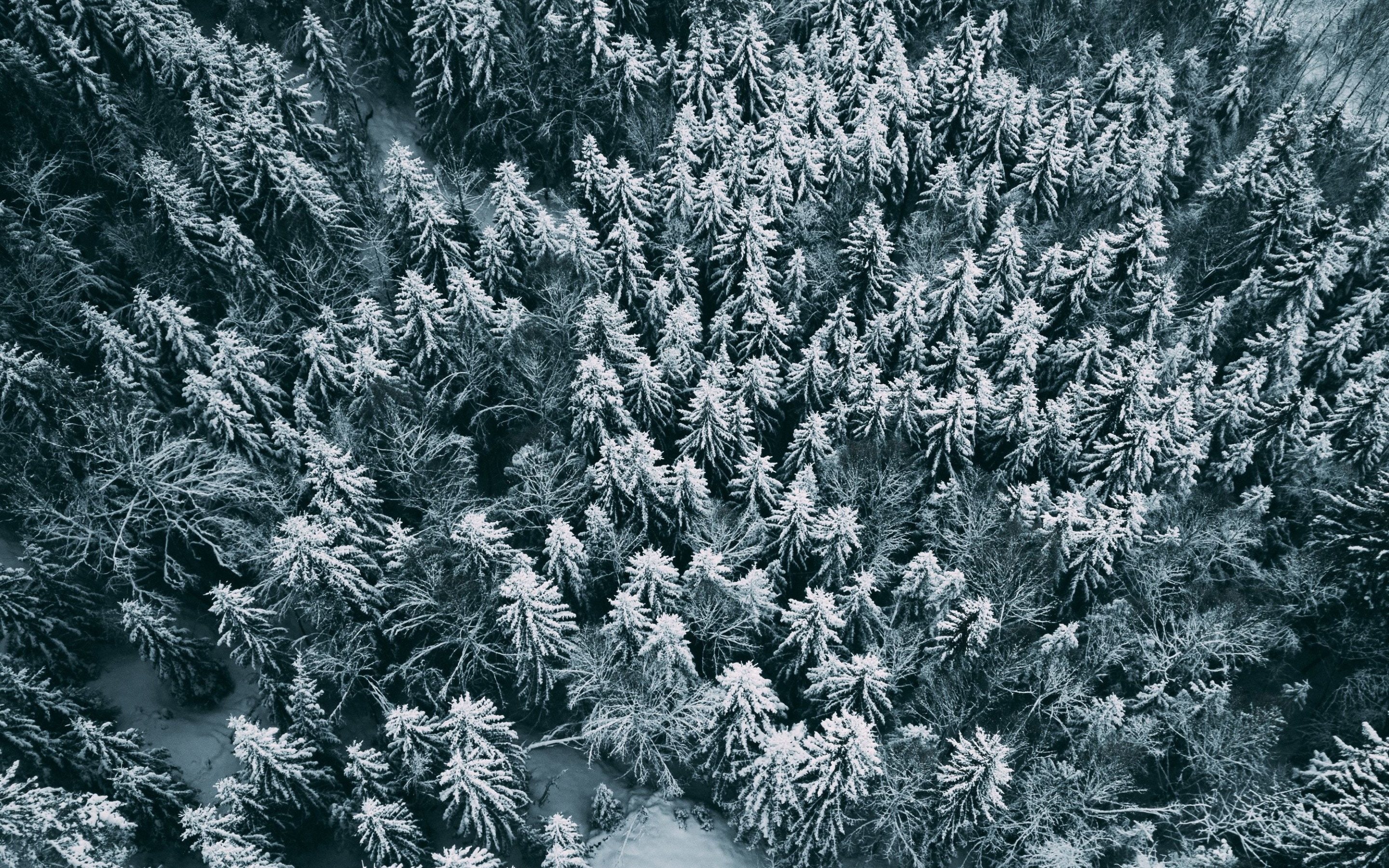Aerial view, winter, pine trees, frost, 2880x1800 wallpaper