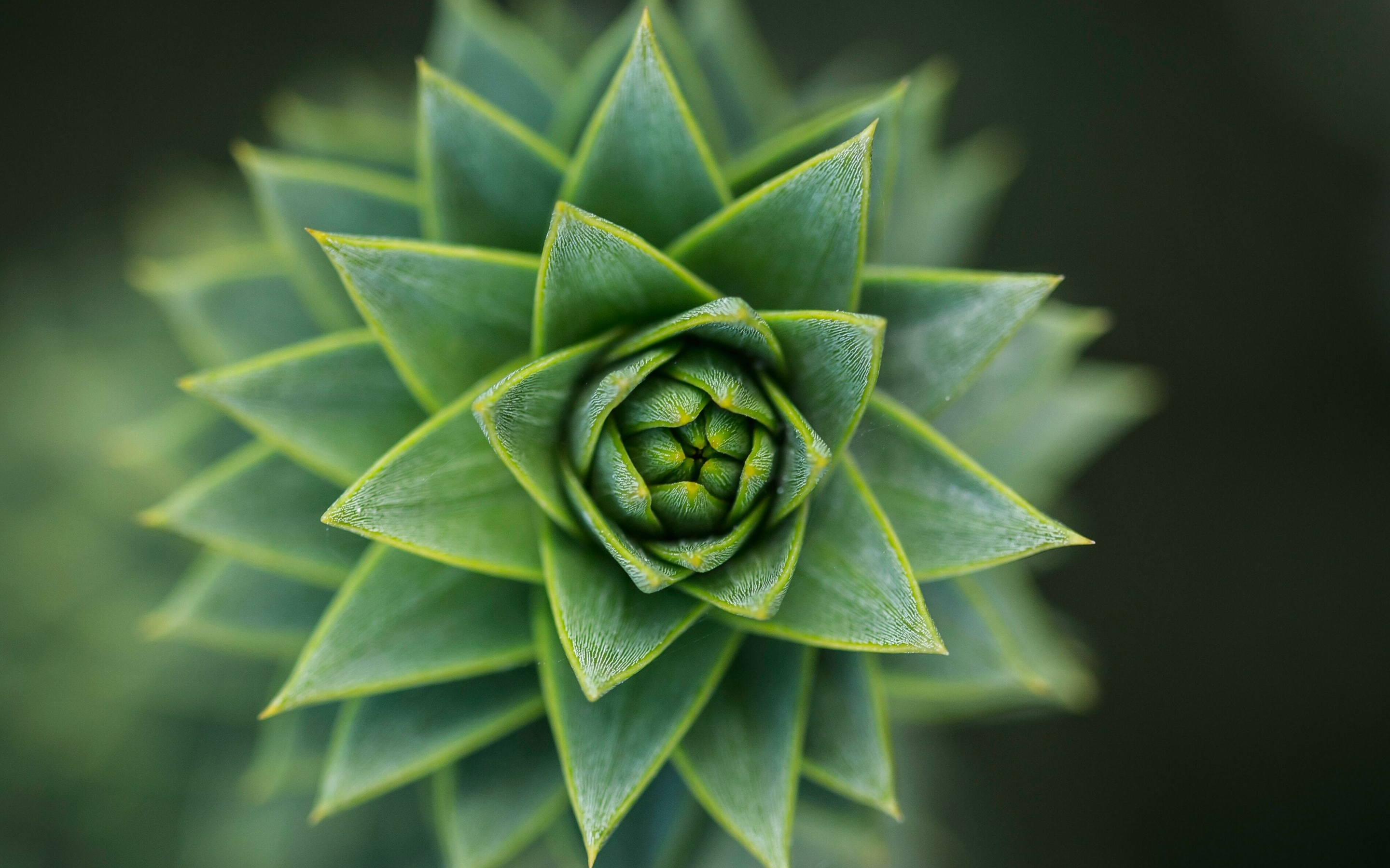 Succulent, close up, green, 2880x1800 wallpaper