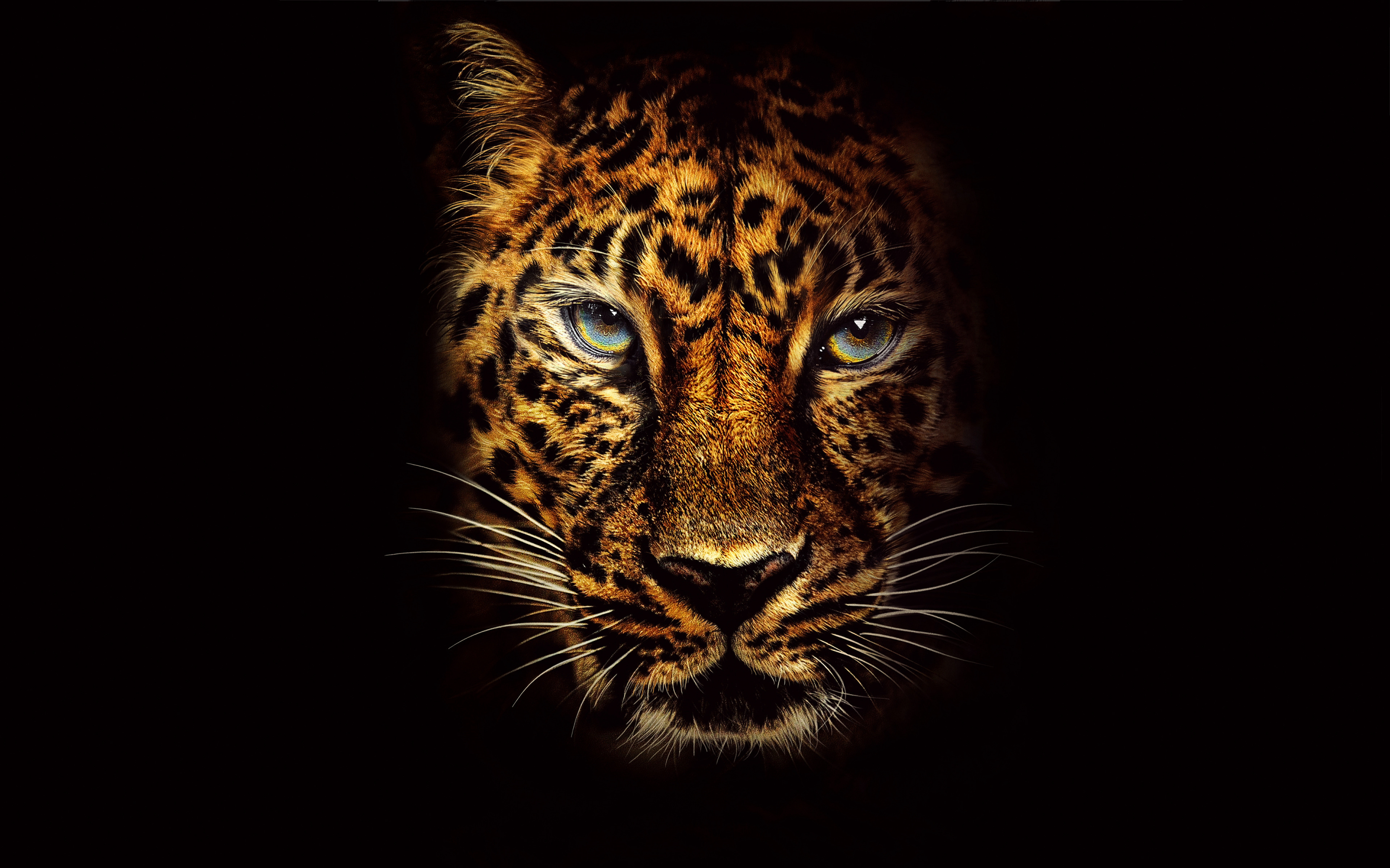 Leopard, predator, Jumanji: Welcome to the Jungle, muzzle, 2880x1800 wallpaper