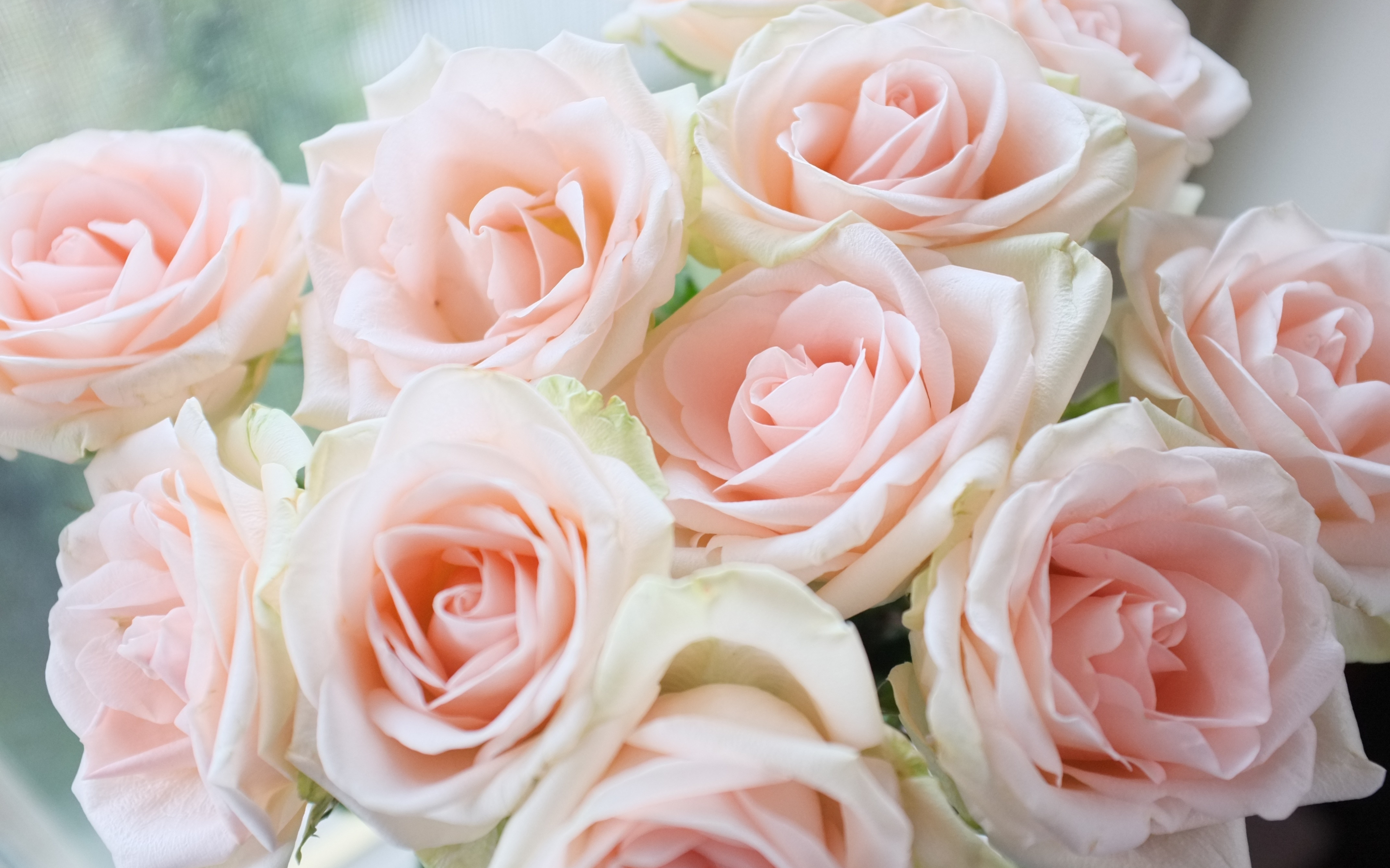 Light pink, roses, bouquet, 2880x1800 wallpaper