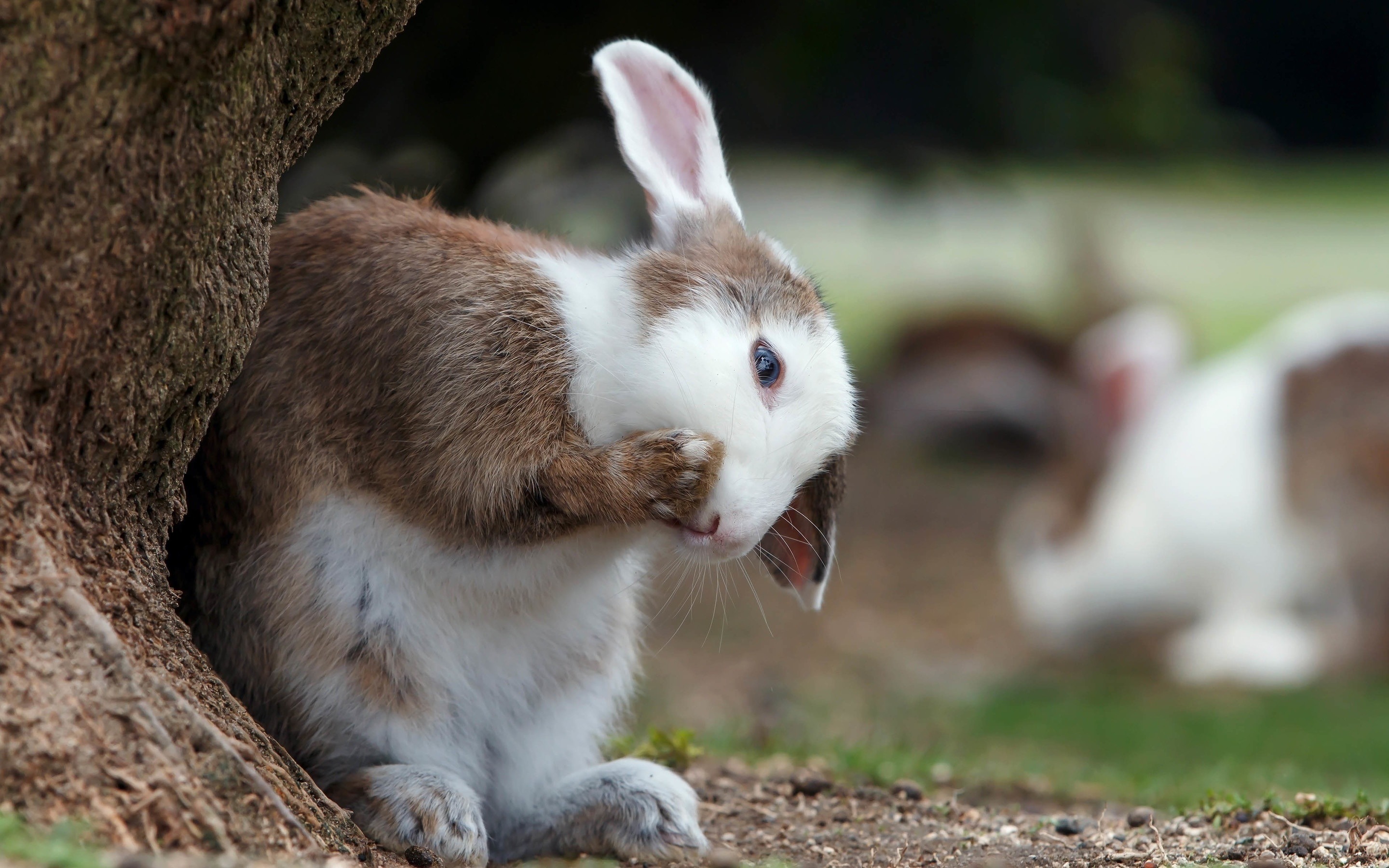 Cute bunny, pet rabbit, animal, 2880x1800 wallpaper