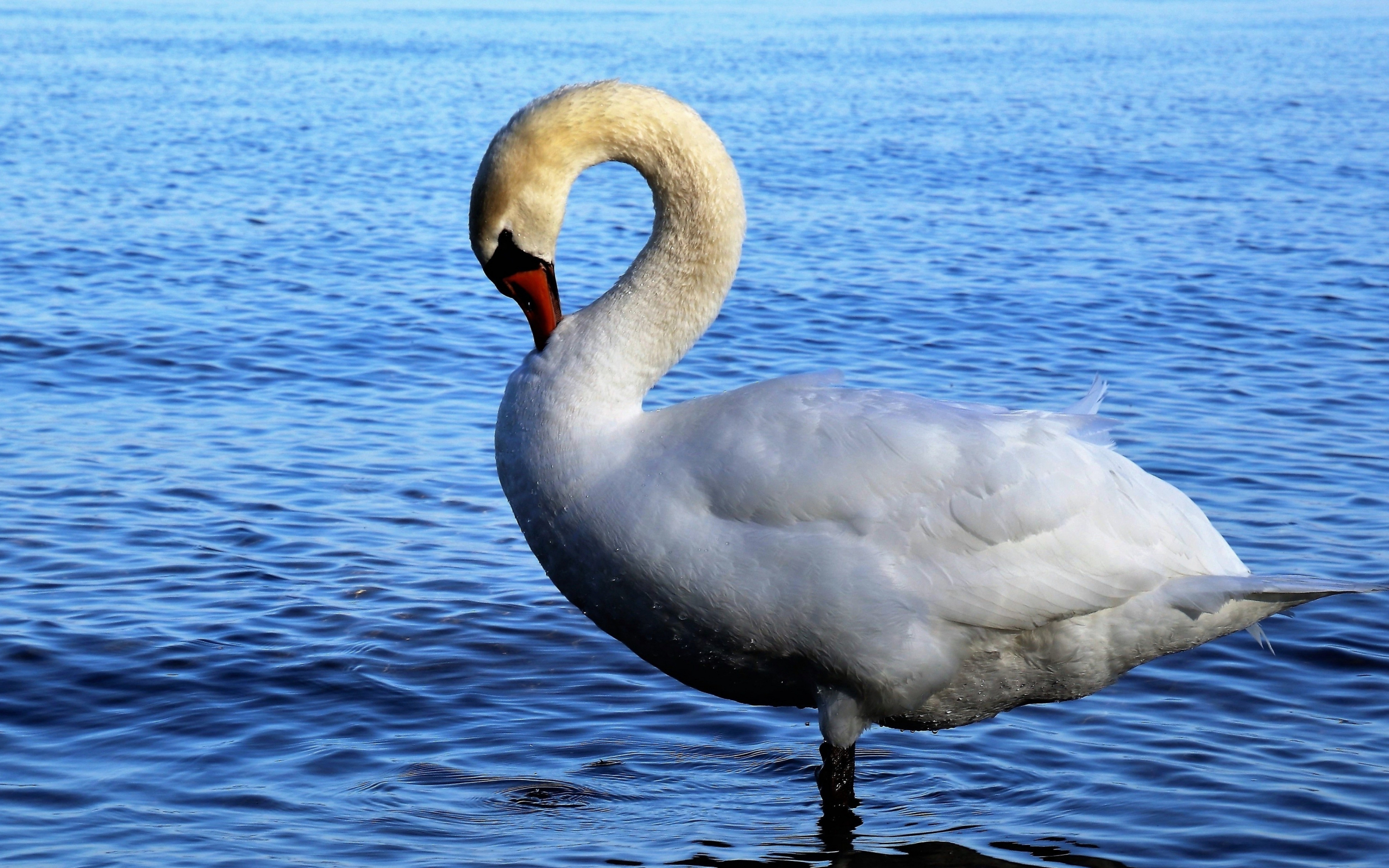 White, swan, bird, 2880x1800 wallpaper
