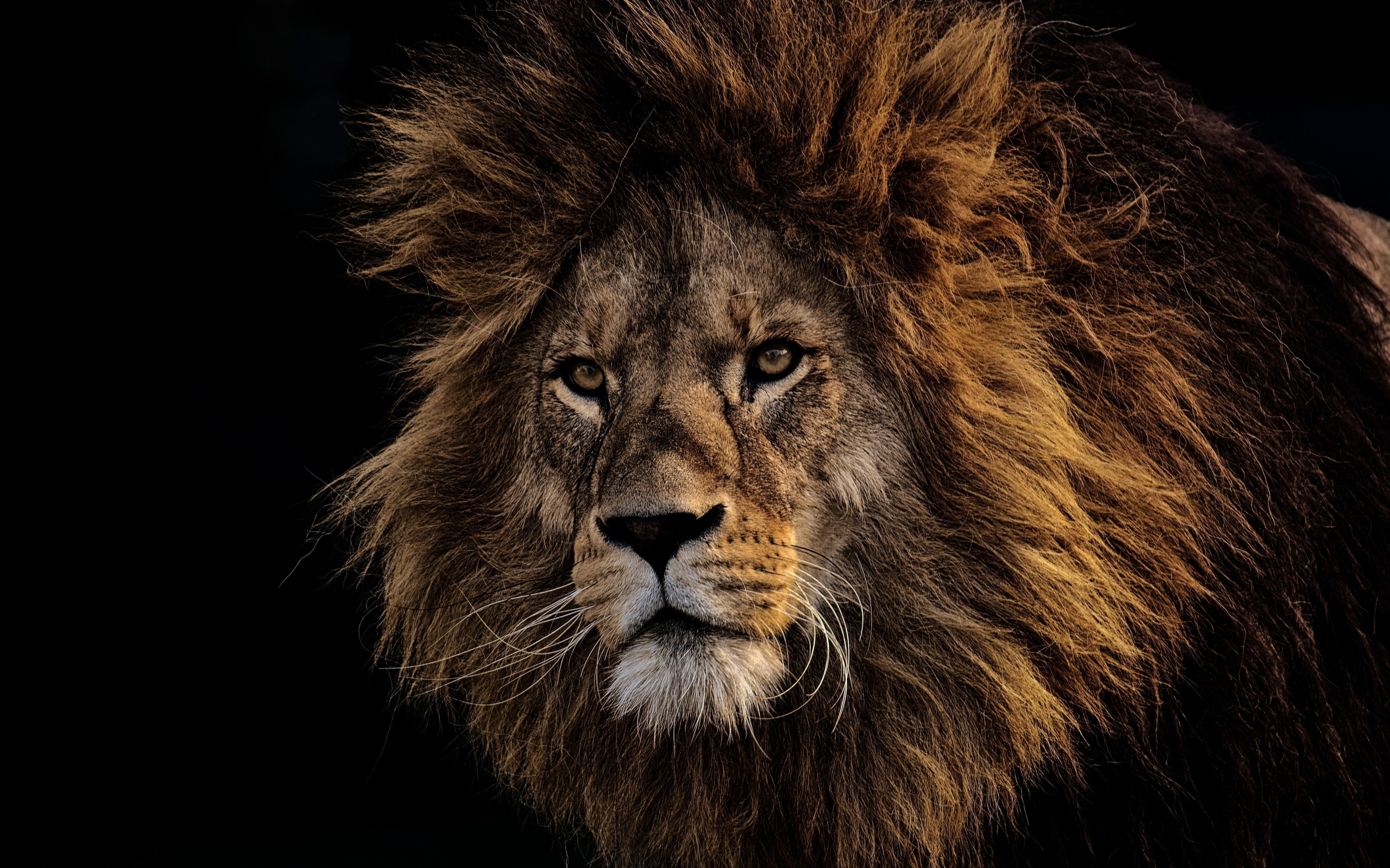 Mighty king, Lion, fur, muzzle, 2880x1800 wallpaper