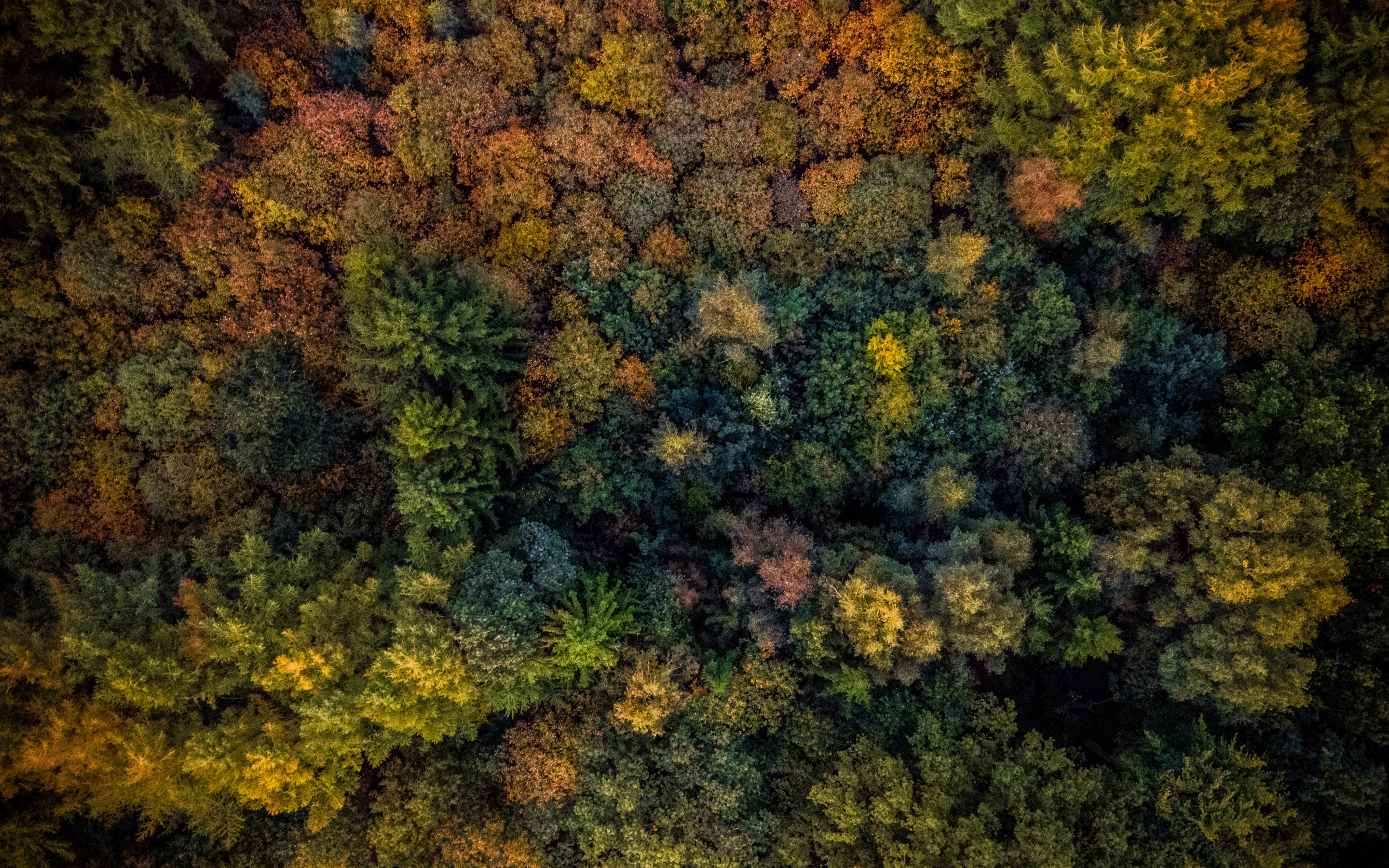 Autumn, trees, forest, aerial view, 2880x1800 wallpaper