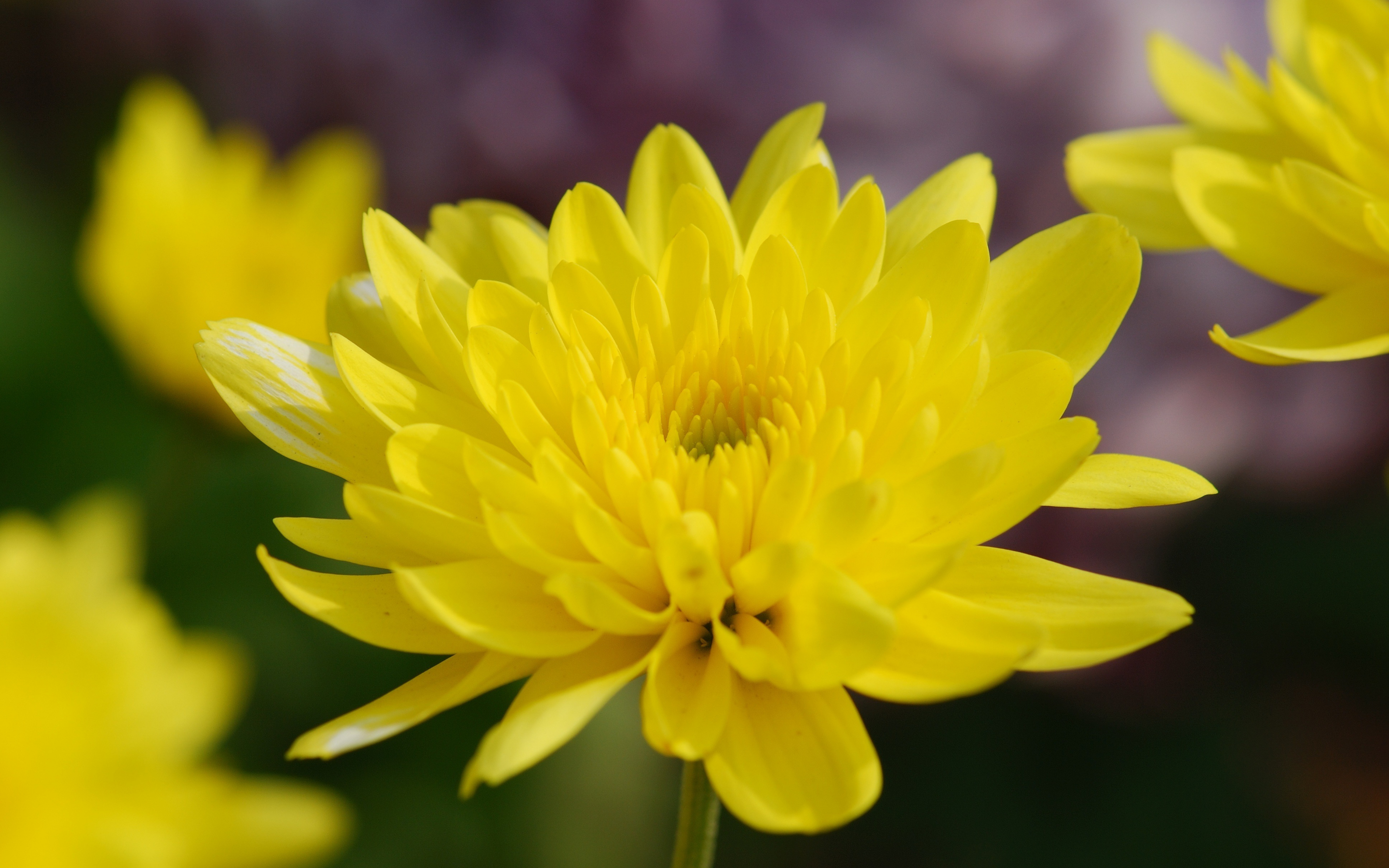 Yellow flowers, spring, close up, 2880x1800 wallpaper