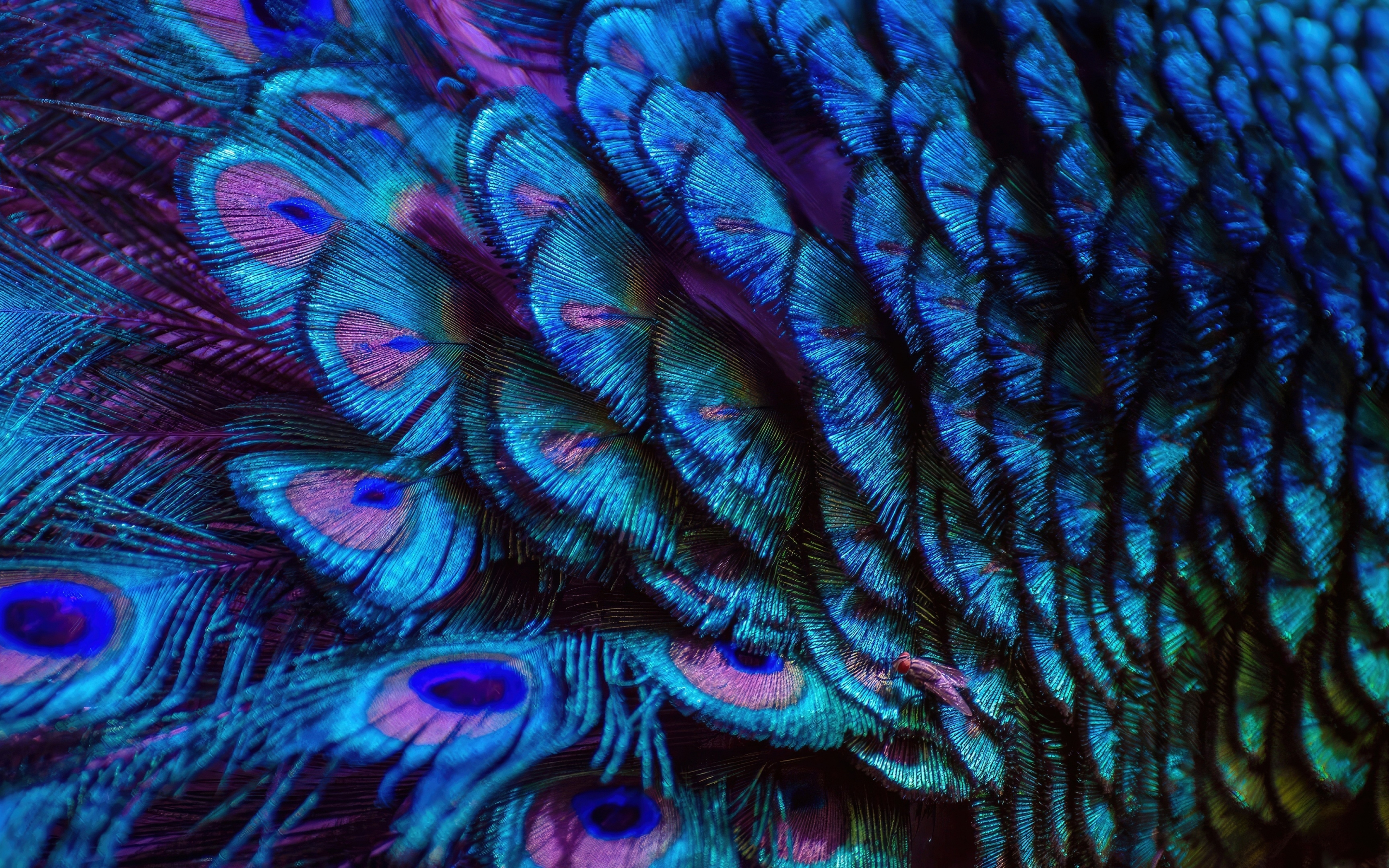 Splendid and colorful peacock feathers, adorable, 2880x1800 wallpaper