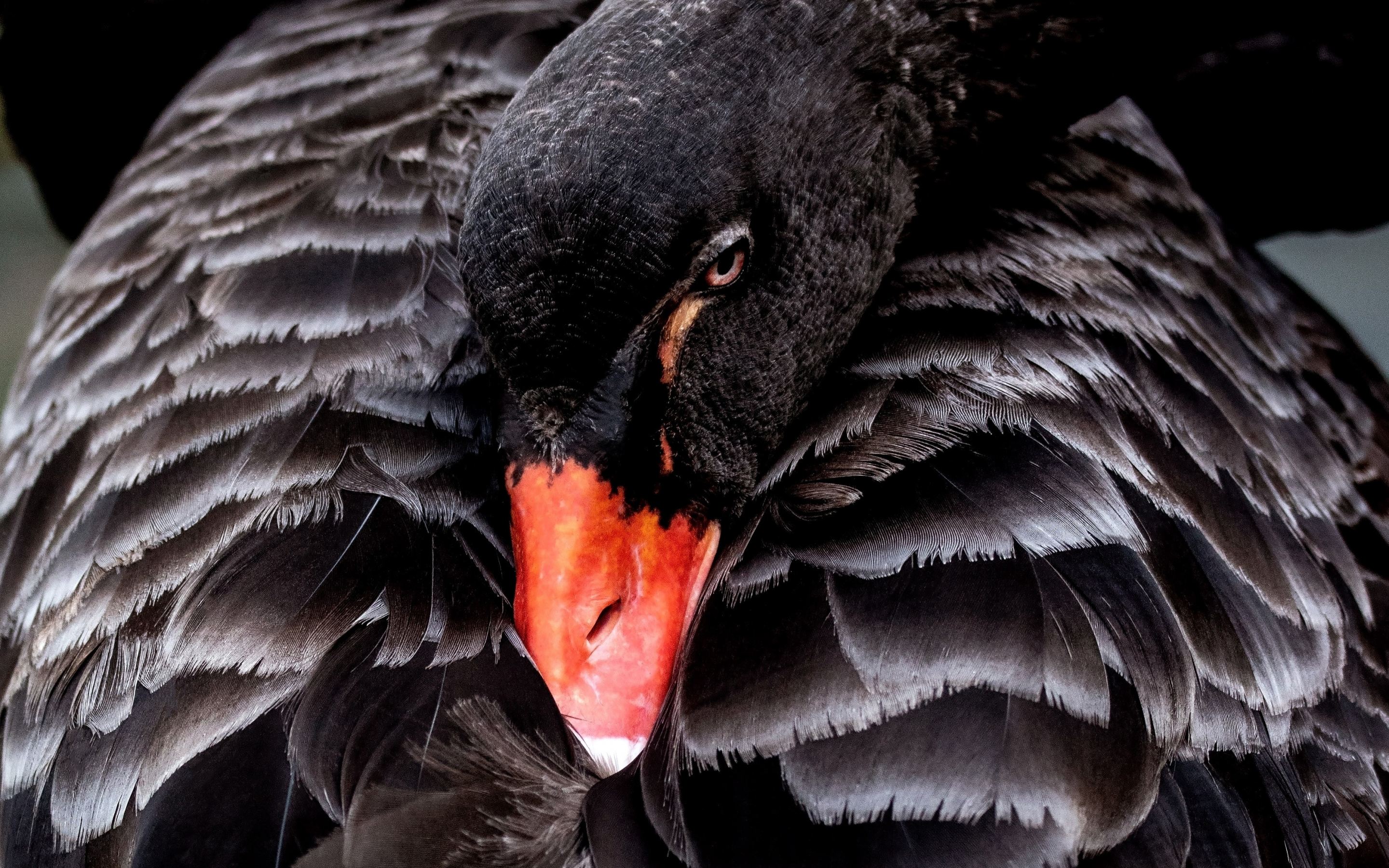 Bird, black swan, 2880x1800 wallpaper