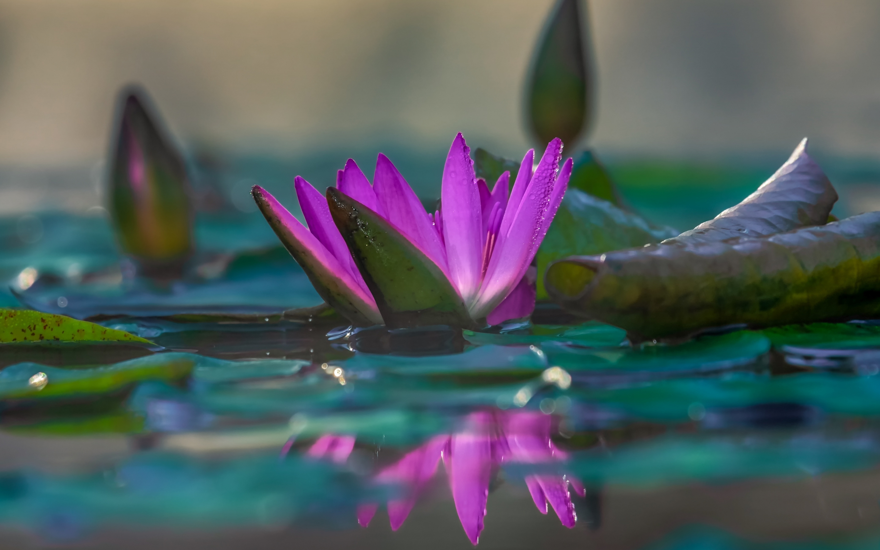 Water lily, pink, reflections, lake, close up, 2880x1800 wallpaper