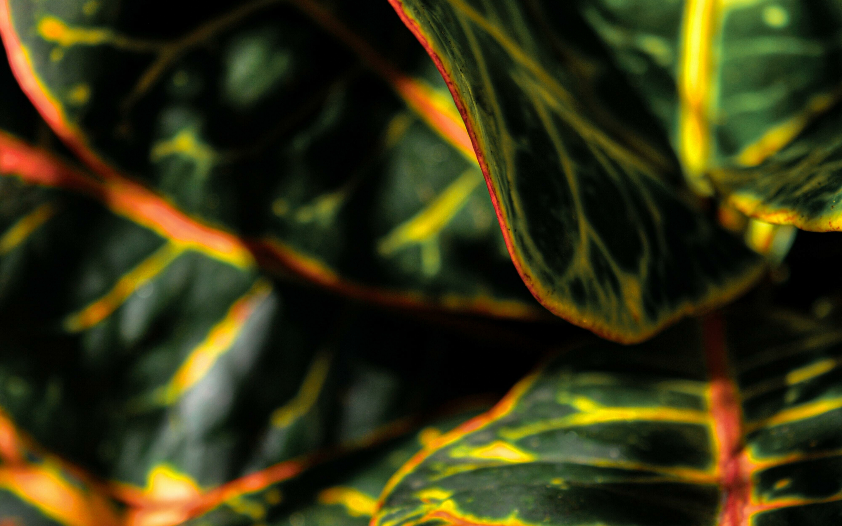 Plant's leaves, close up, leaves, variegated, Croton, 2880x1800 wallpaper