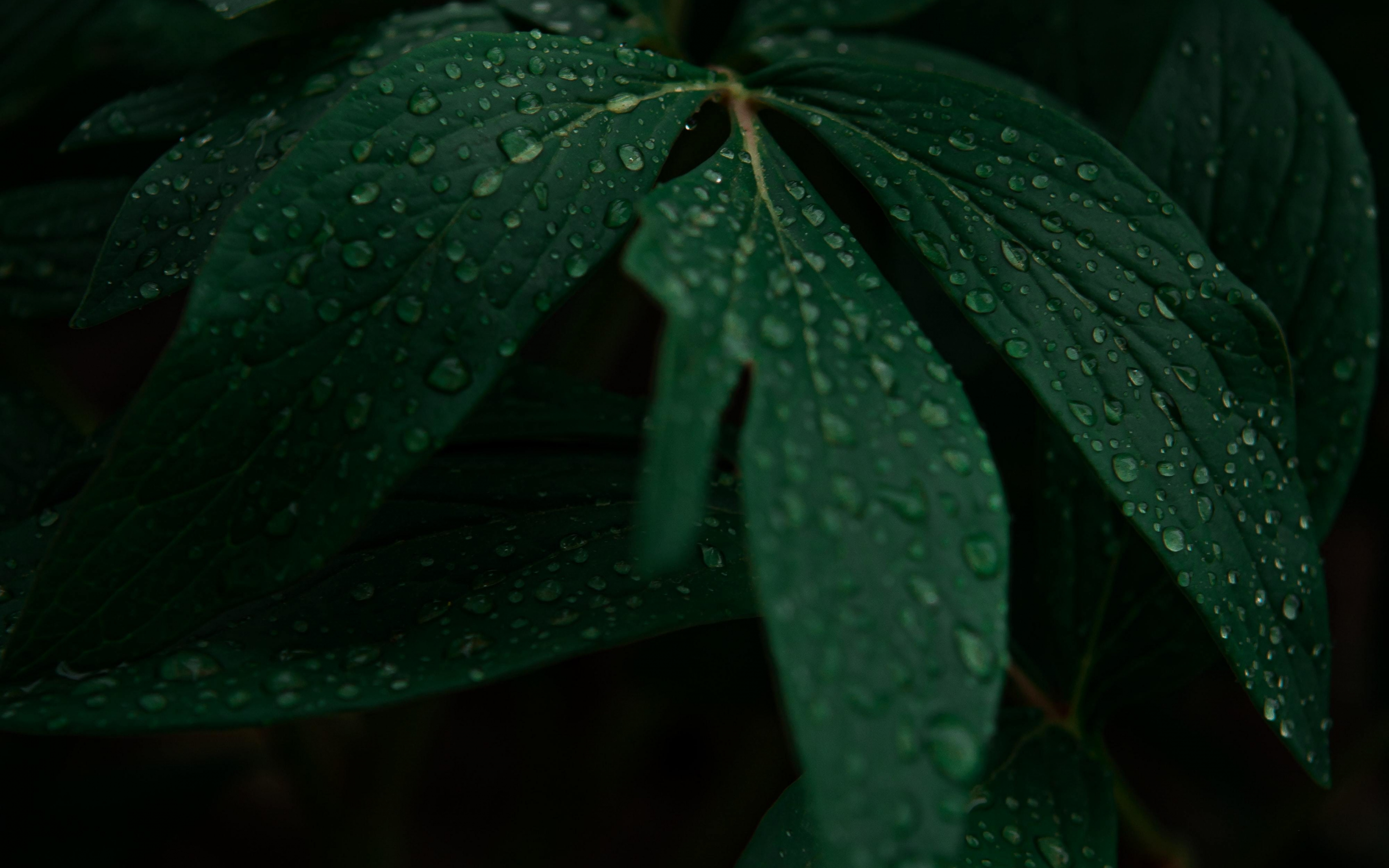 Droplets on leaves, drops, plant, 2880x1800 wallpaper