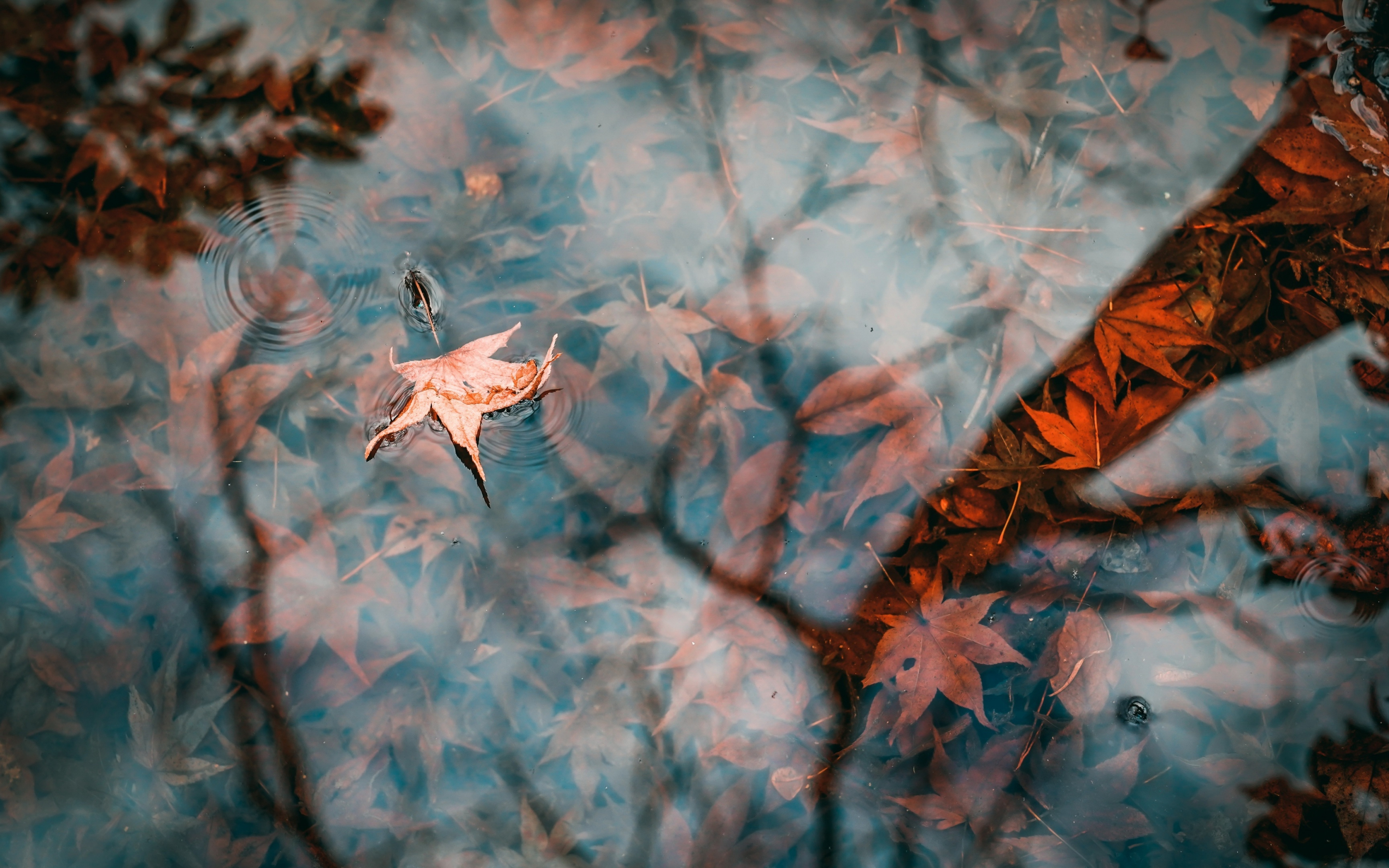 Autumn, lake, leaf, water surface, 2880x1800 wallpaper