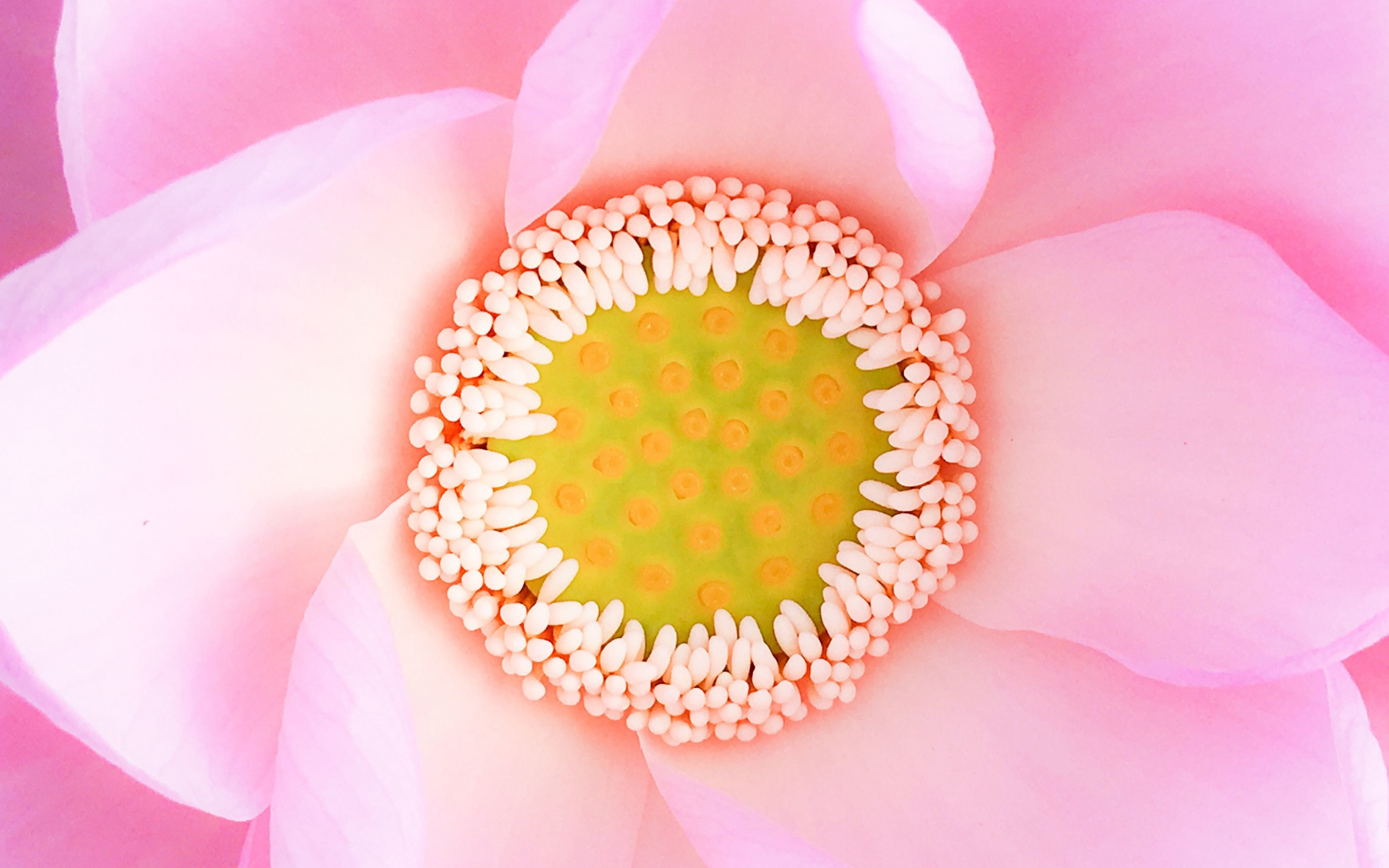 Pink flower, bloom, close up, pollen, 2880x1800 wallpaper