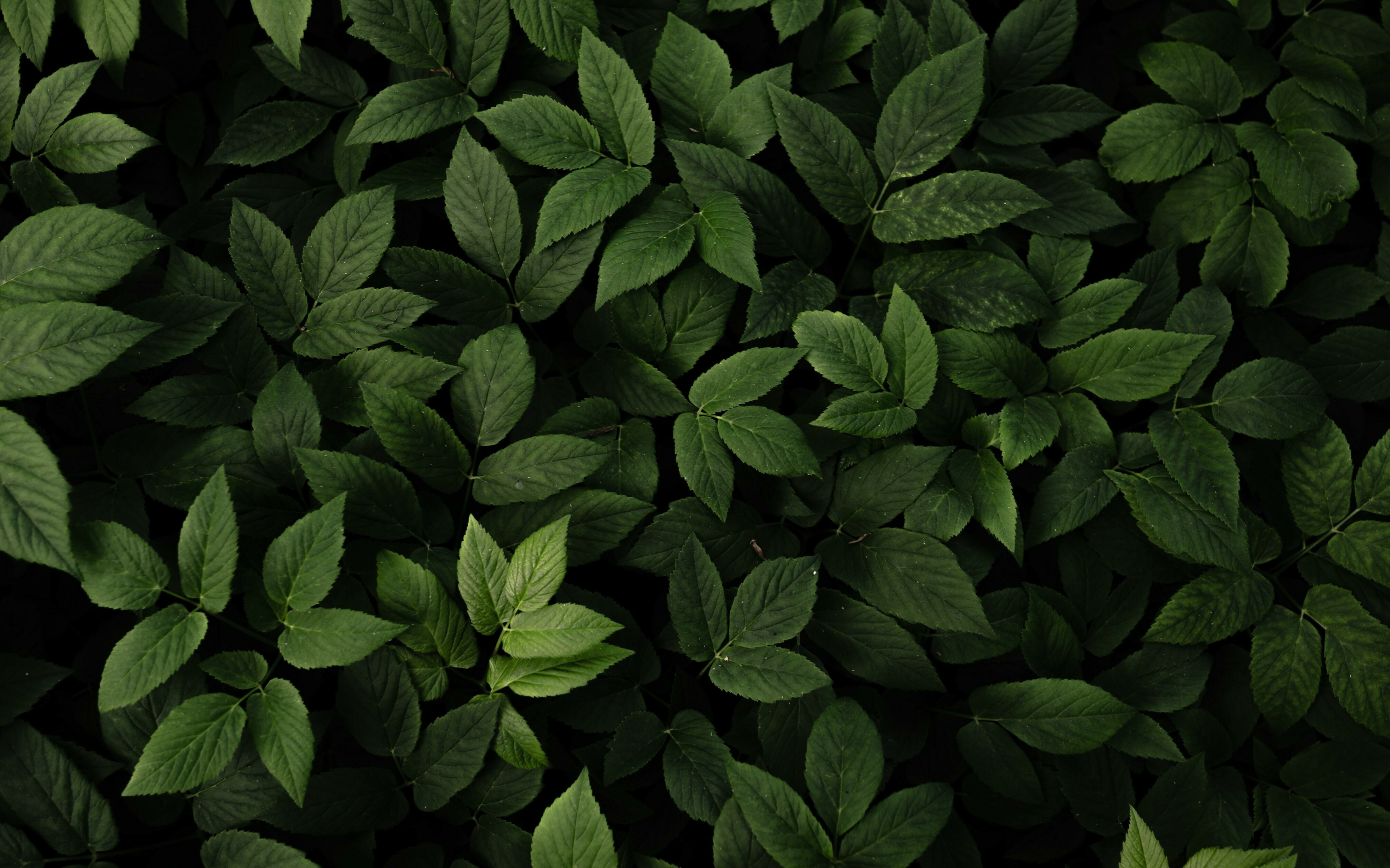 Green leaves, fresh and green, plants, 2880x1800 wallpaper